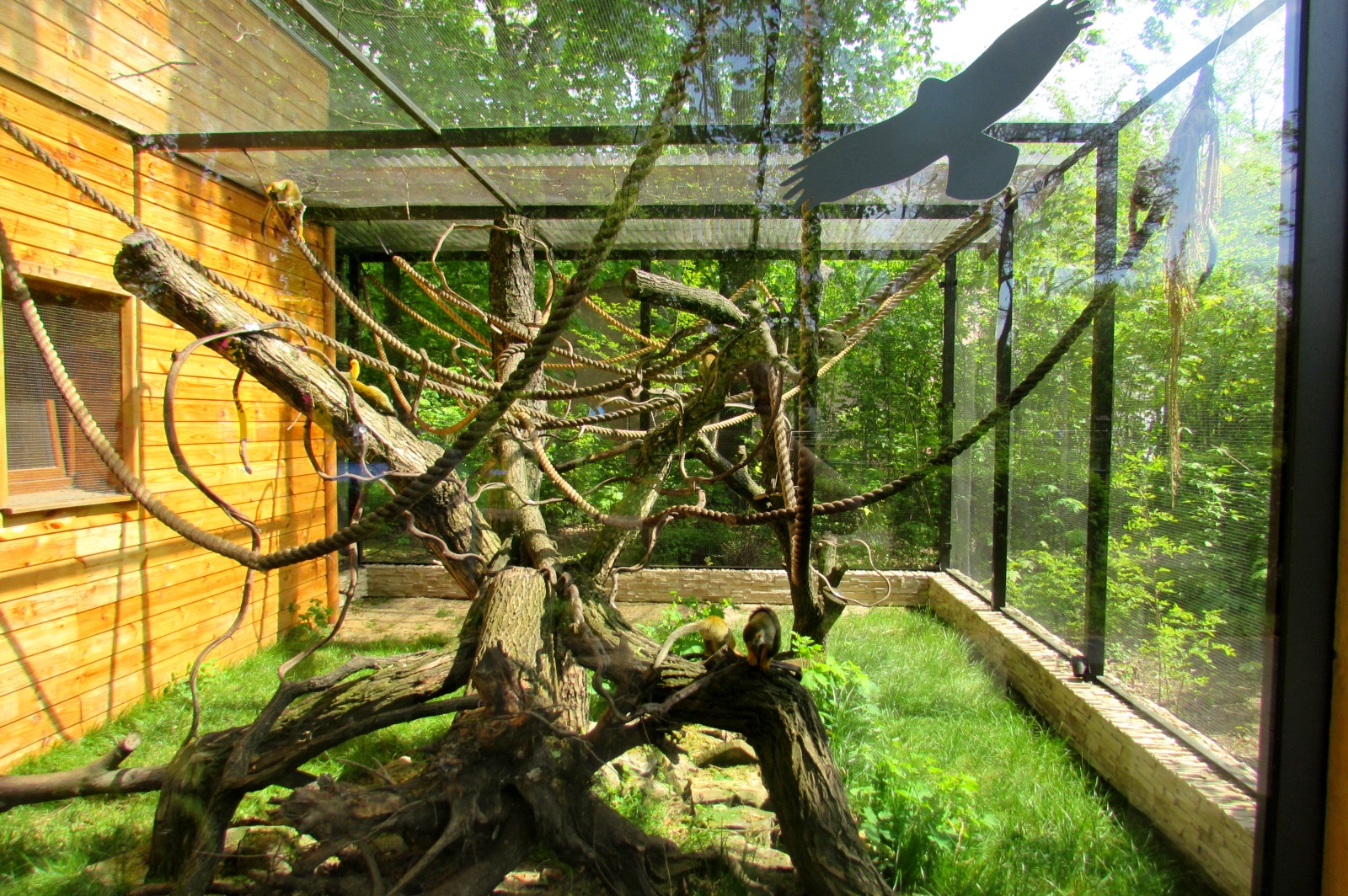 Squirrel Monkey enclosure - 05/2015