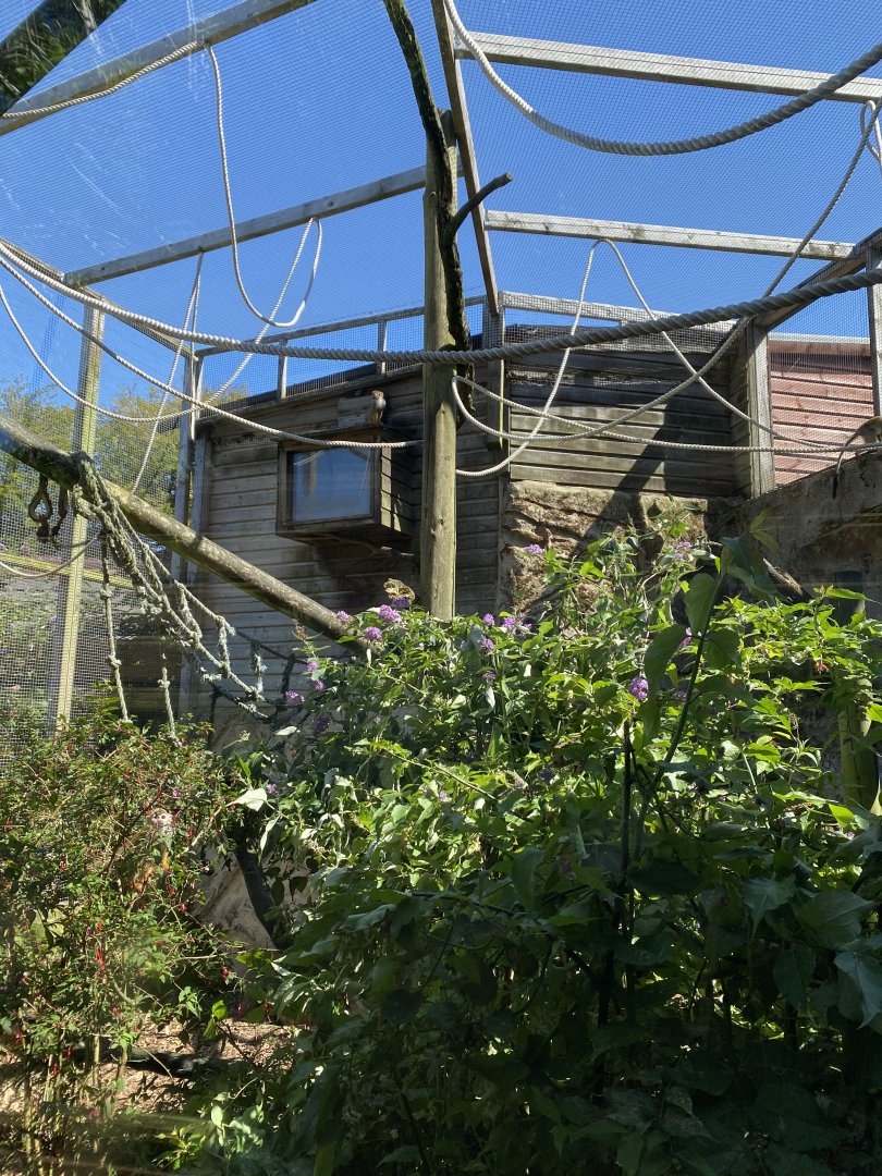 Squirrel monkey enclosure 070820