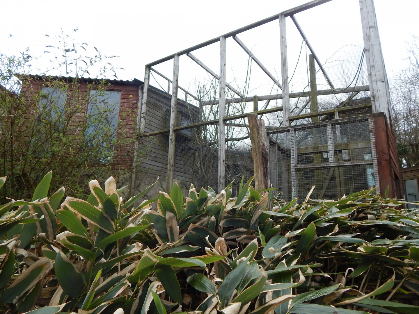 Squirrel monkey enclosure 140421
