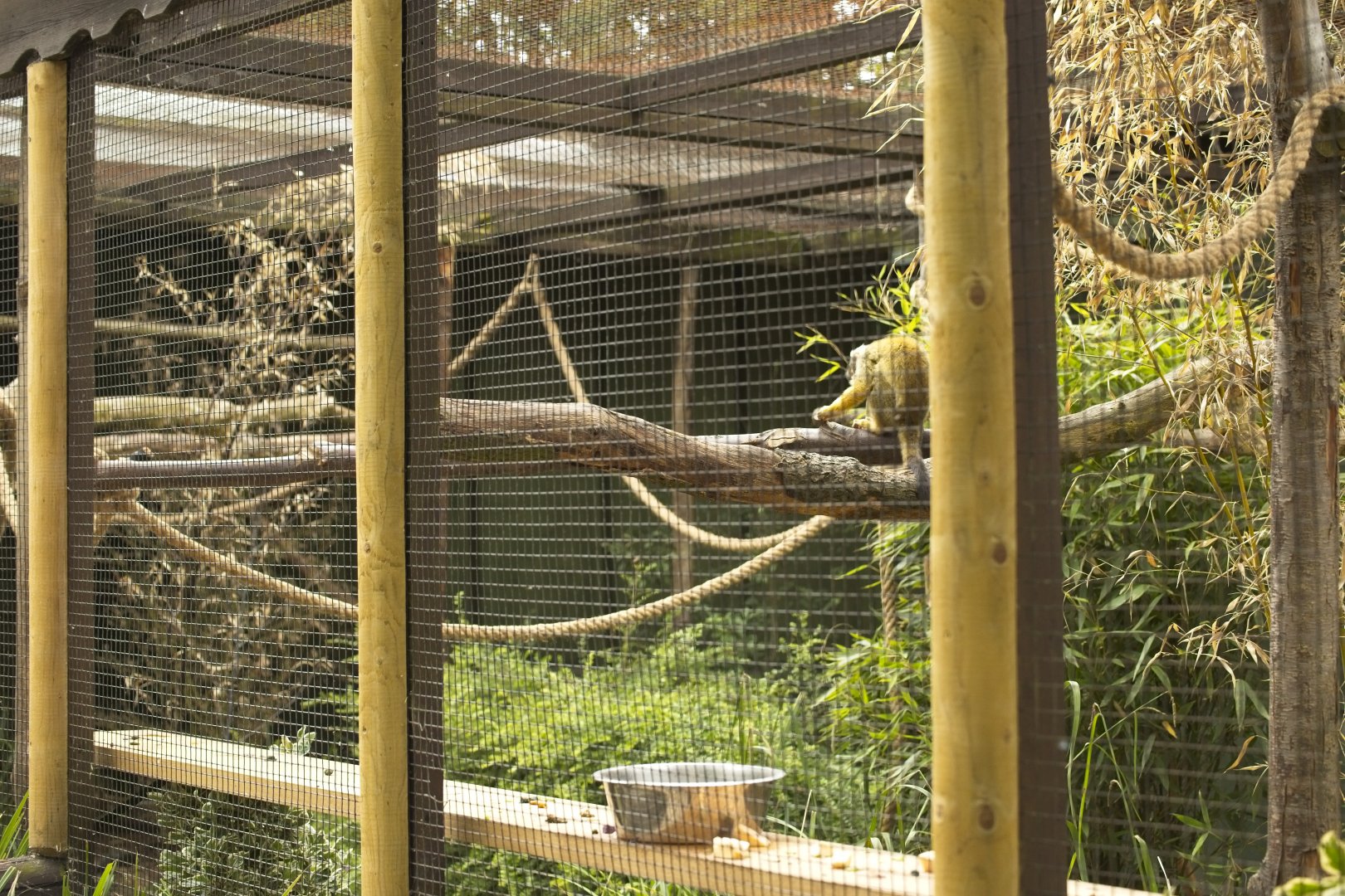 Squirrel Monkey enclosure (couldn't get close, taped off)