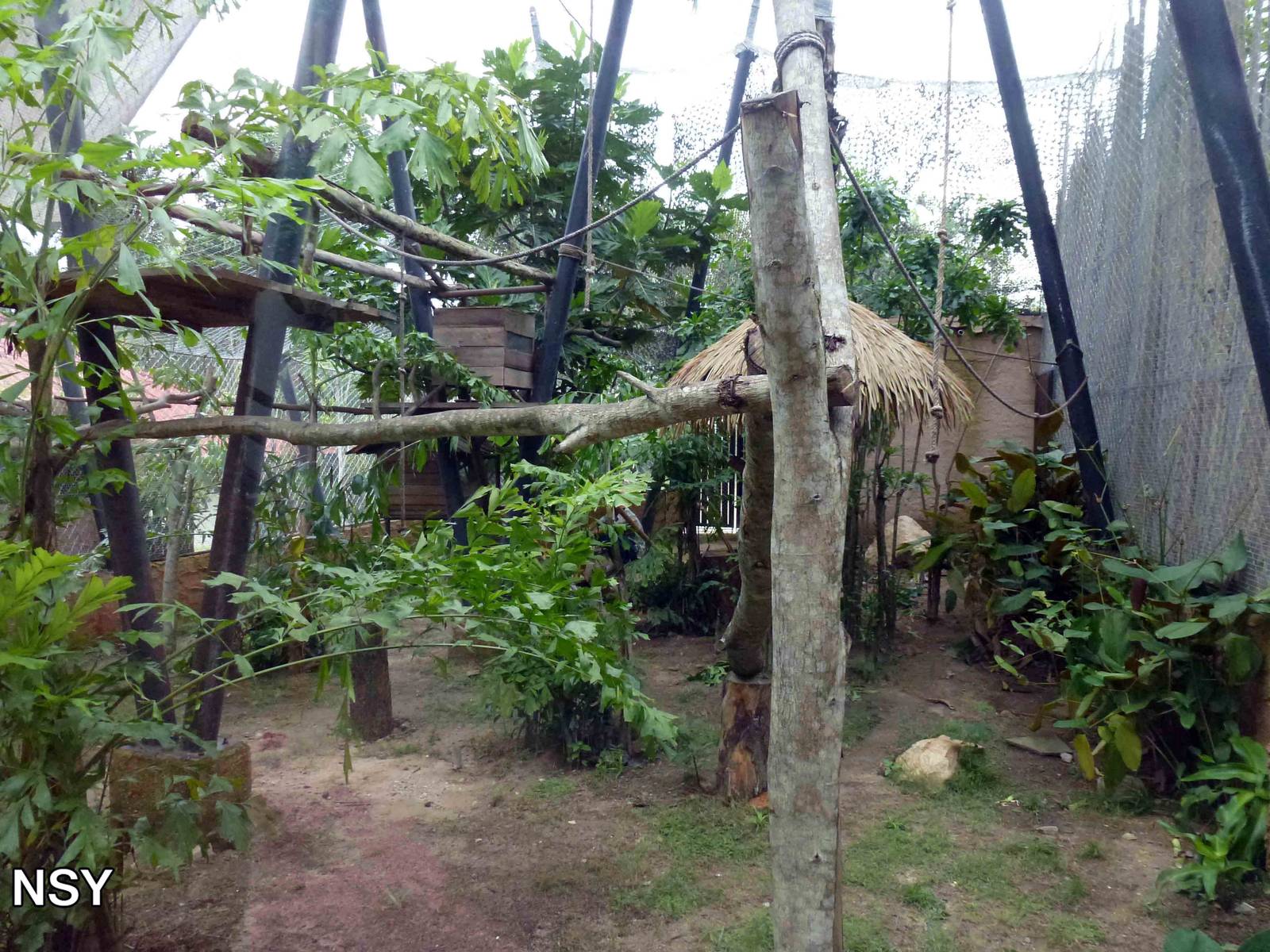 Squirrel monkey enclosure, June 2013.
