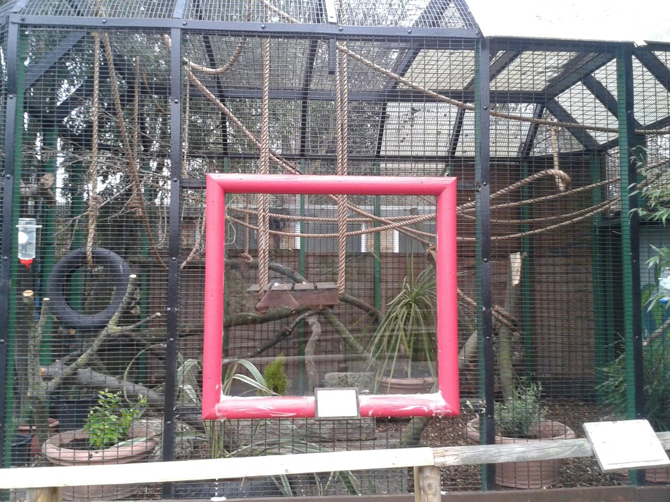 Squirrel monkey enclosure