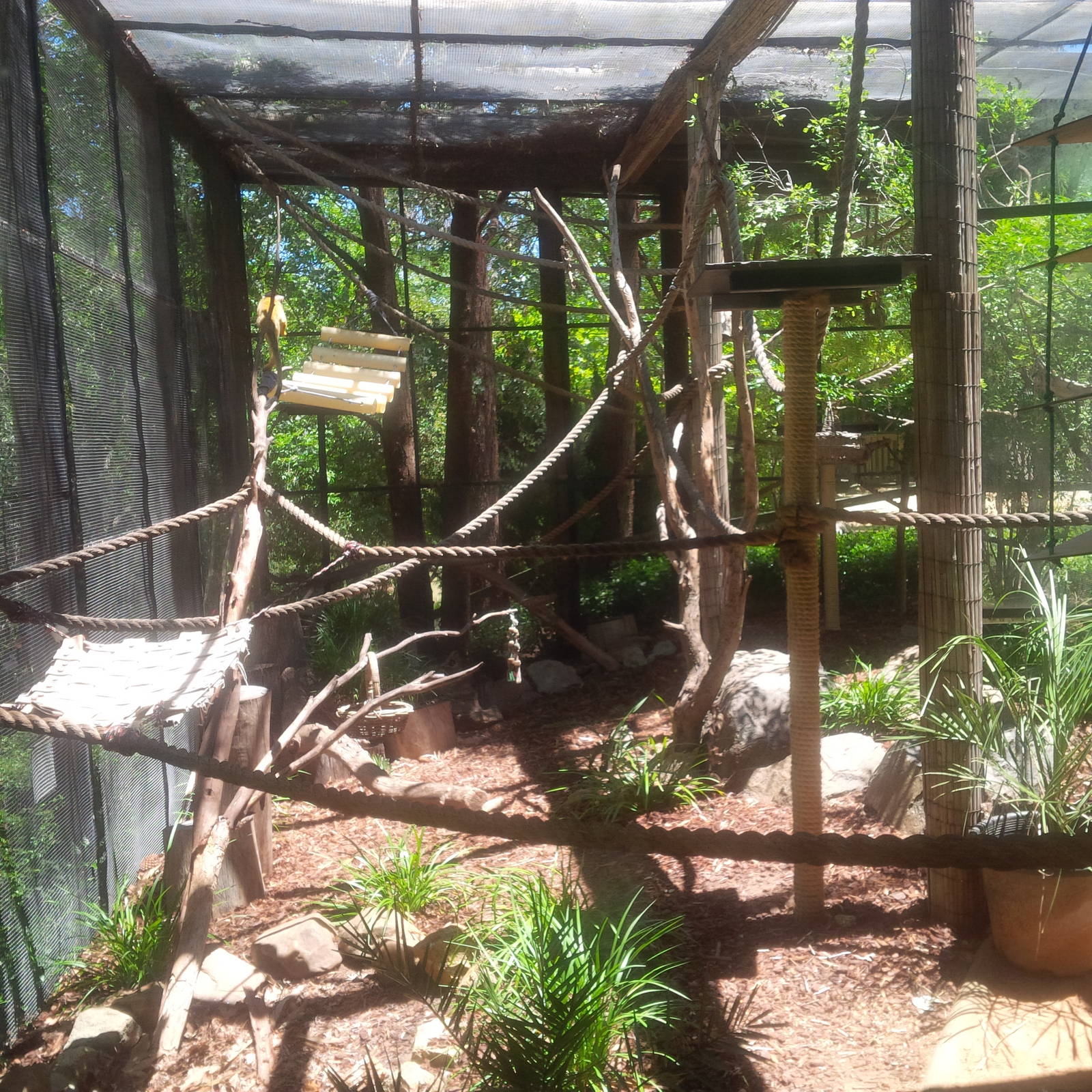 Squirrel Monkey enclosure