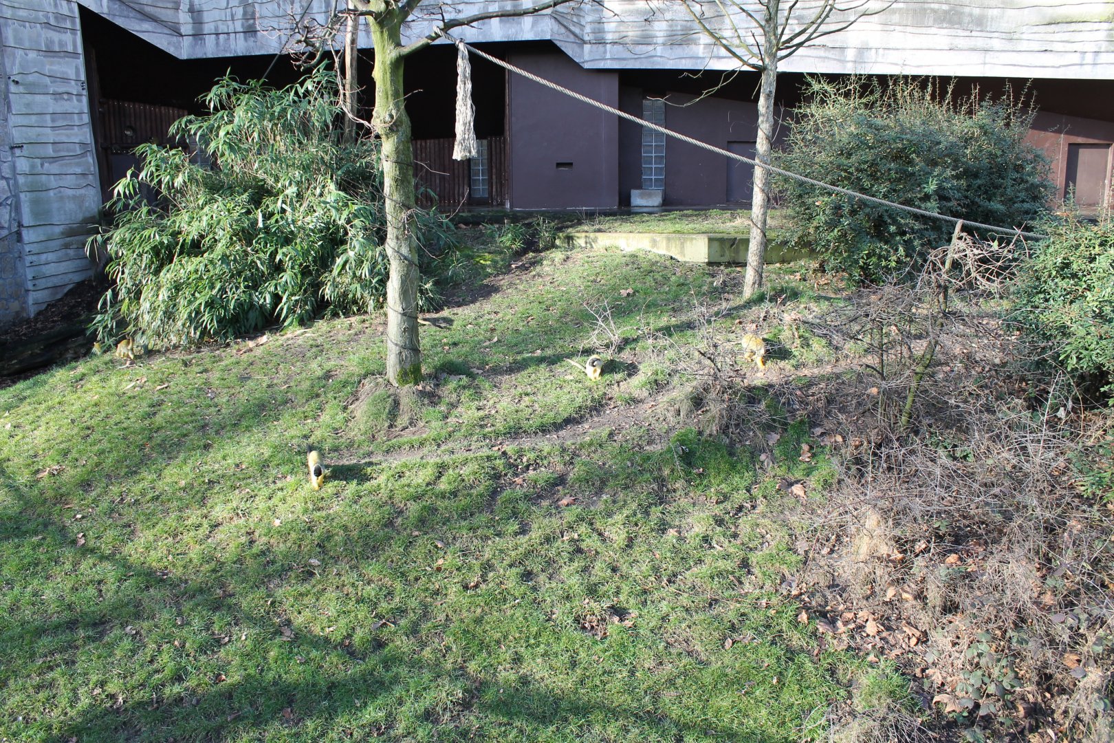 Squirrel monkey-enclosure