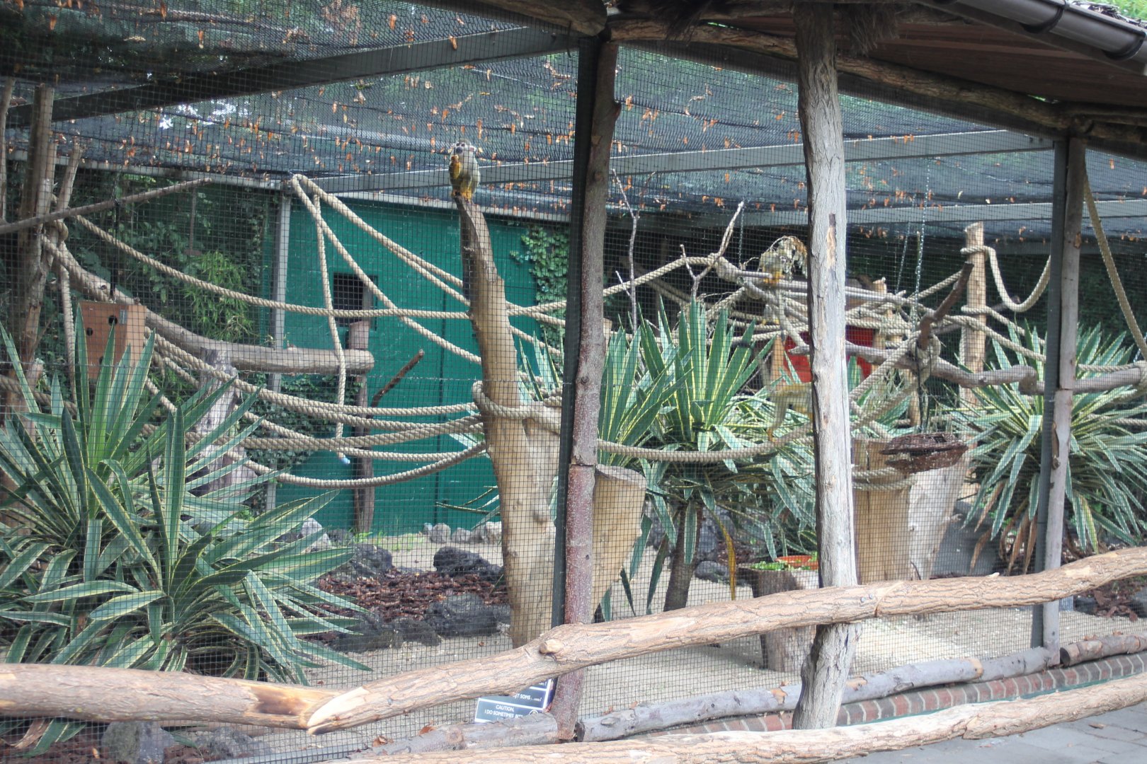Squirrel monkey-enclosure