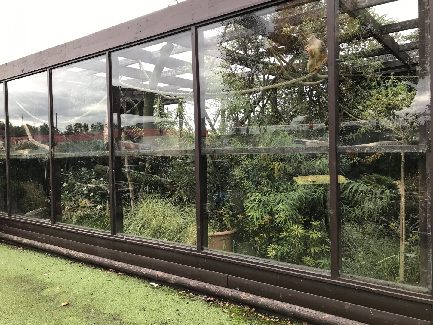 Squirrel monkey enclosure