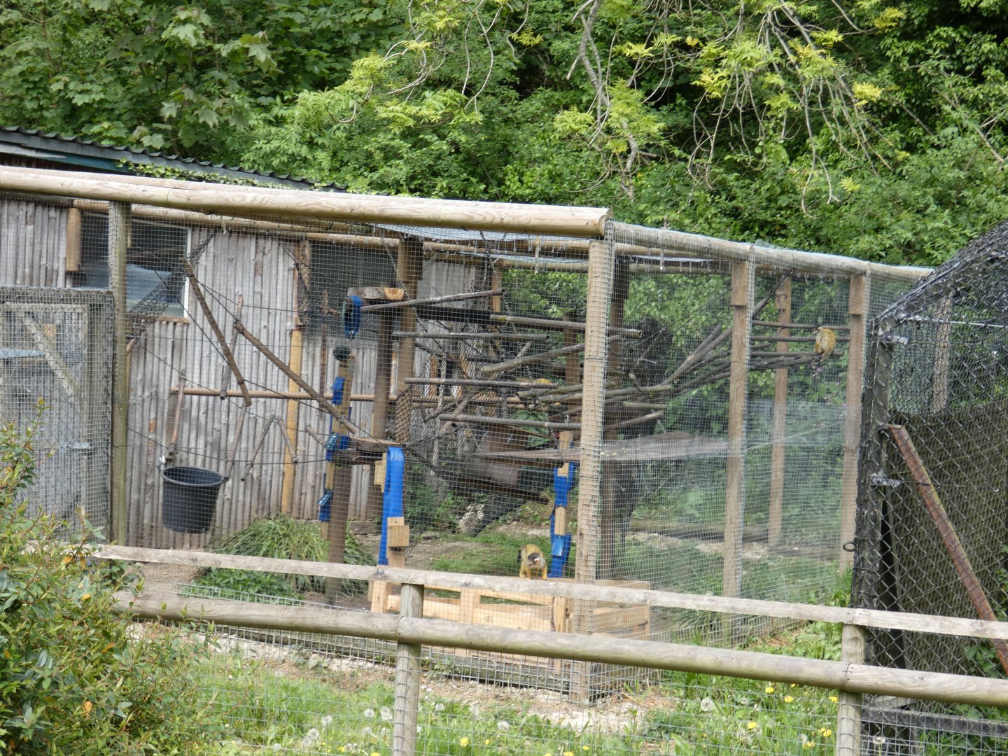 Squirrel monkey enclosure