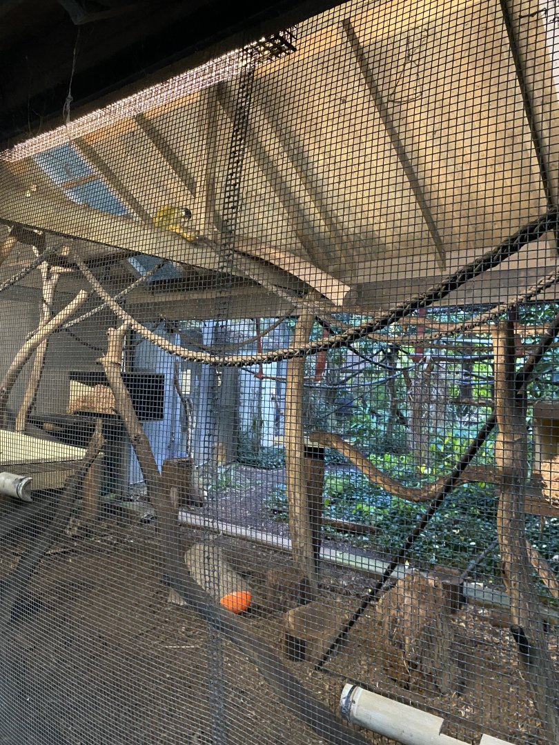 Squirrel Monkey Enclosure