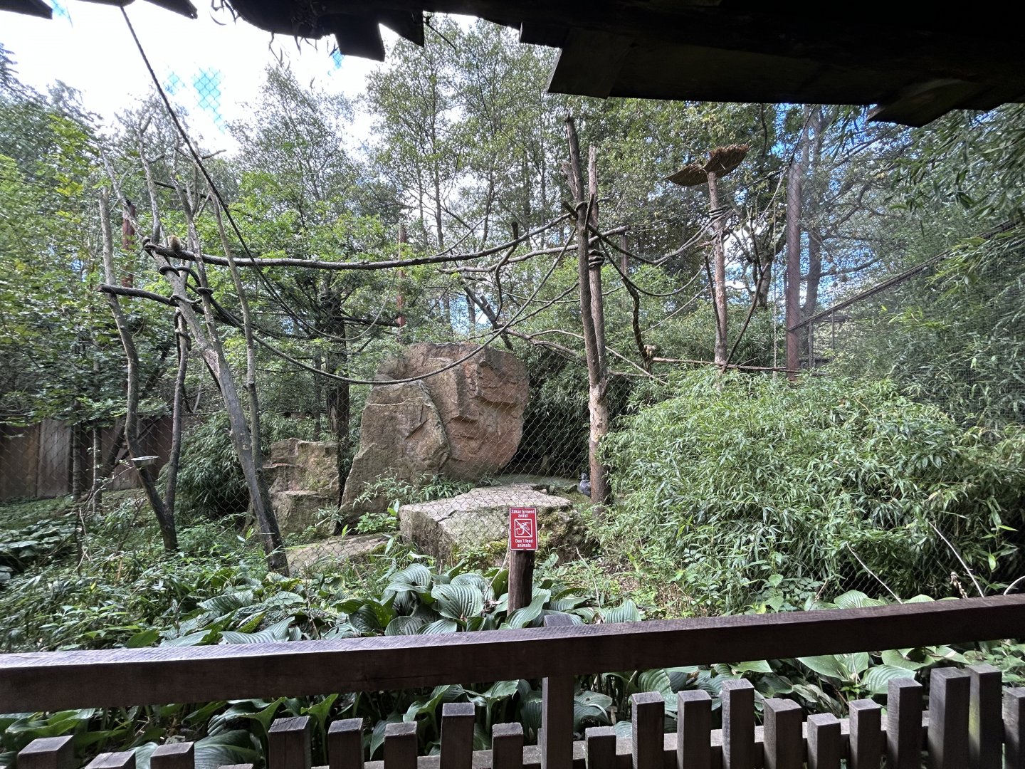 Squirrel Monkey Exhibit #1