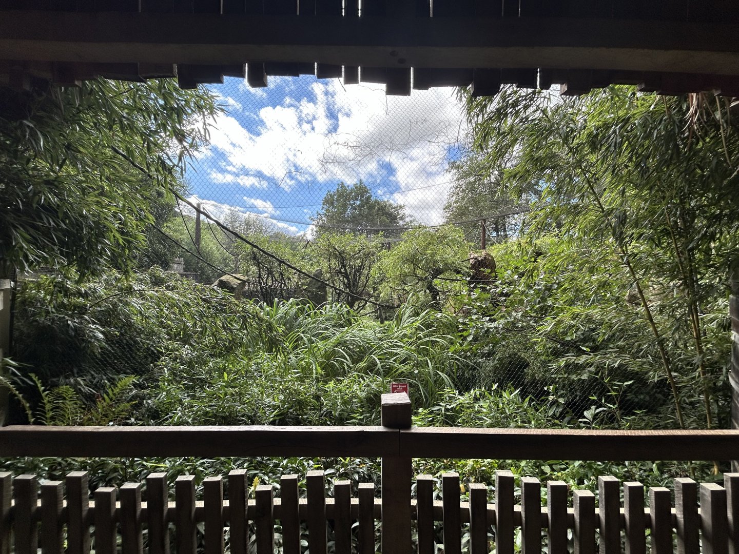 Squirrel Monkey Exhibit #2