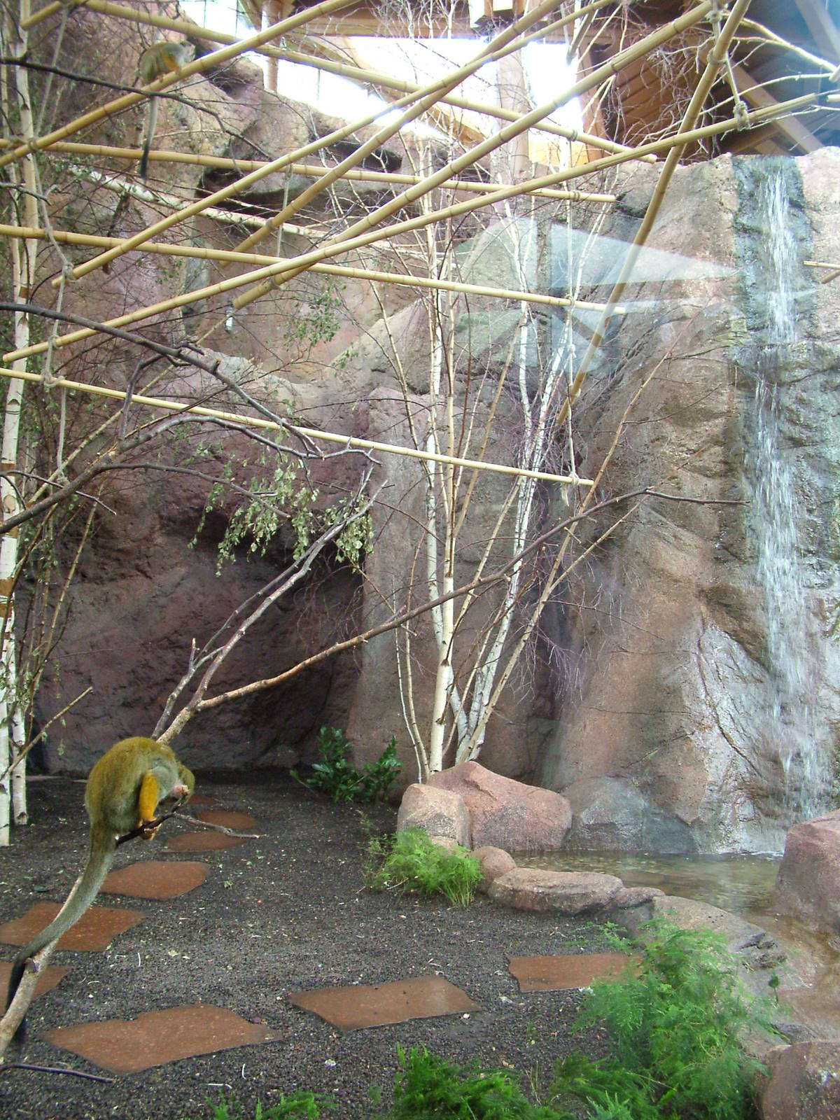 Squirrel Monkey Exhibit at Halle, 04/09/11