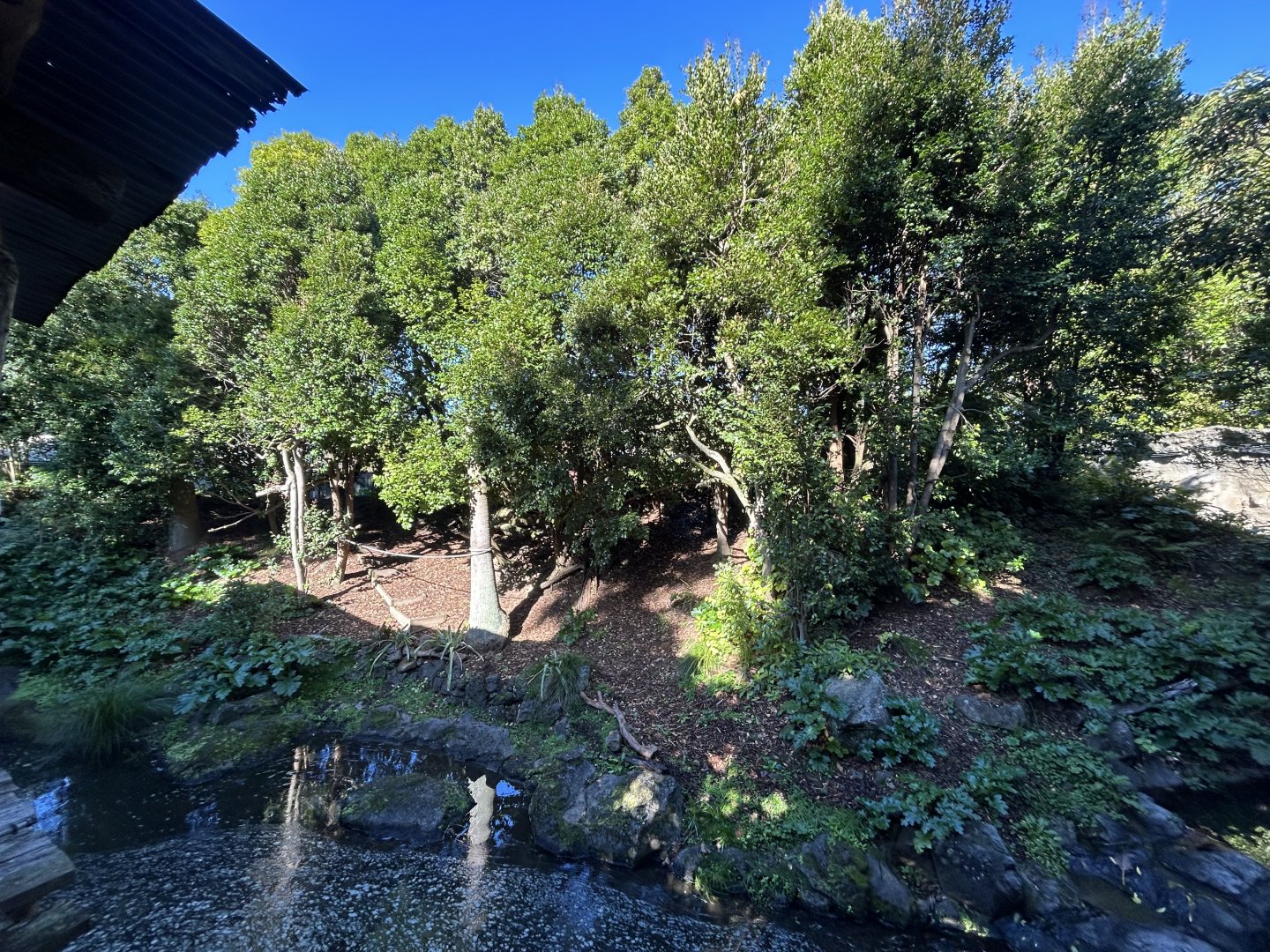 Squirrel Monkey Exhibit - South American Rainforest Track