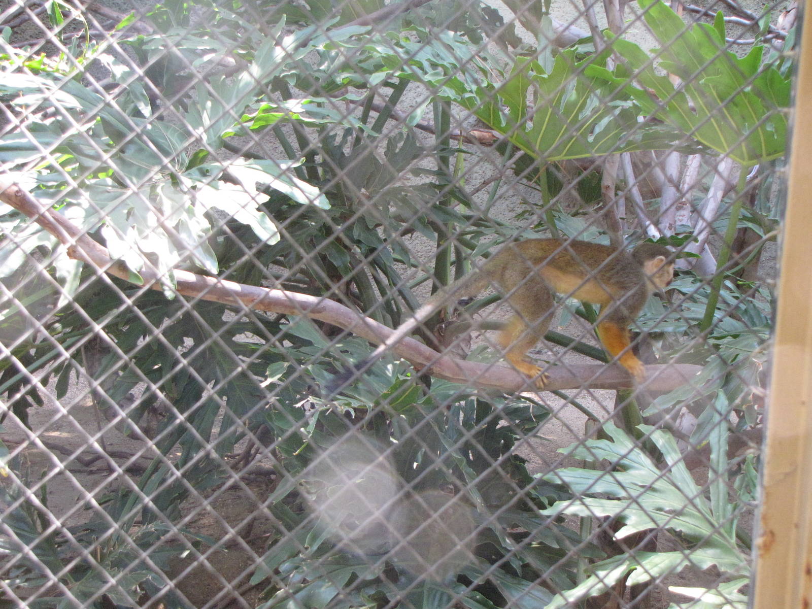 Squirrel Monkey Exhibit