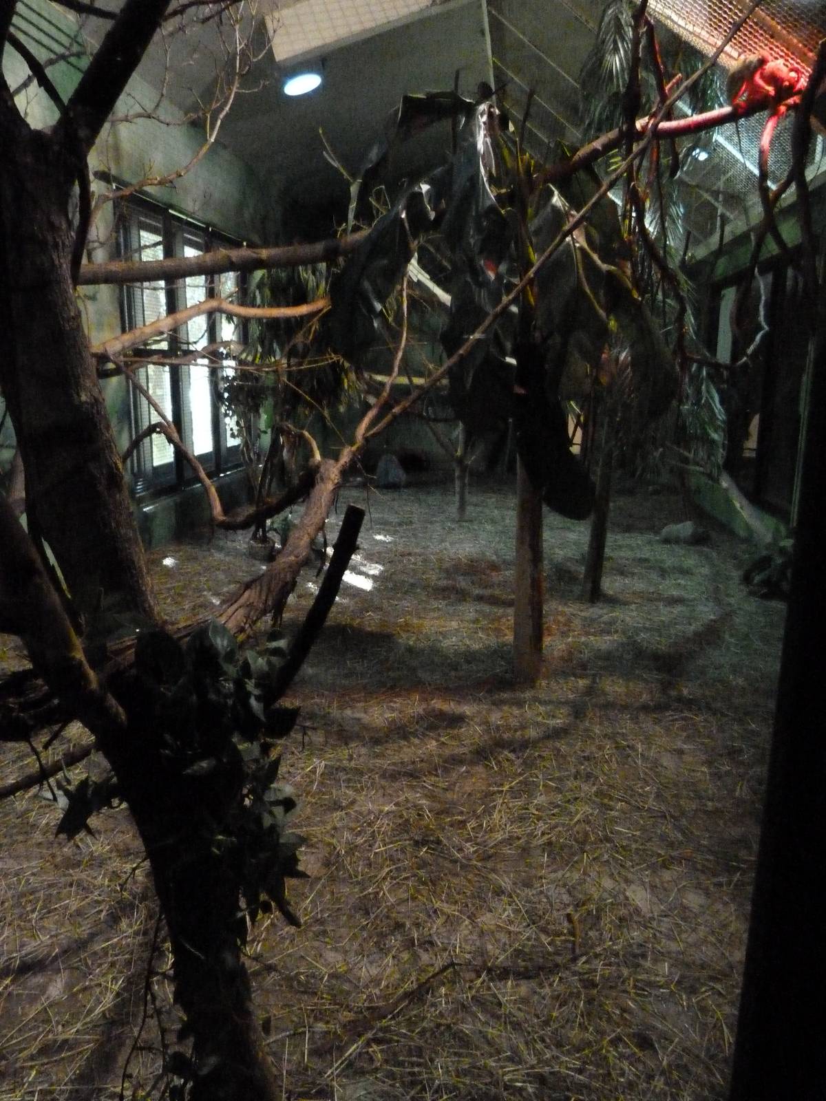 Squirrel Monkey Exhibit