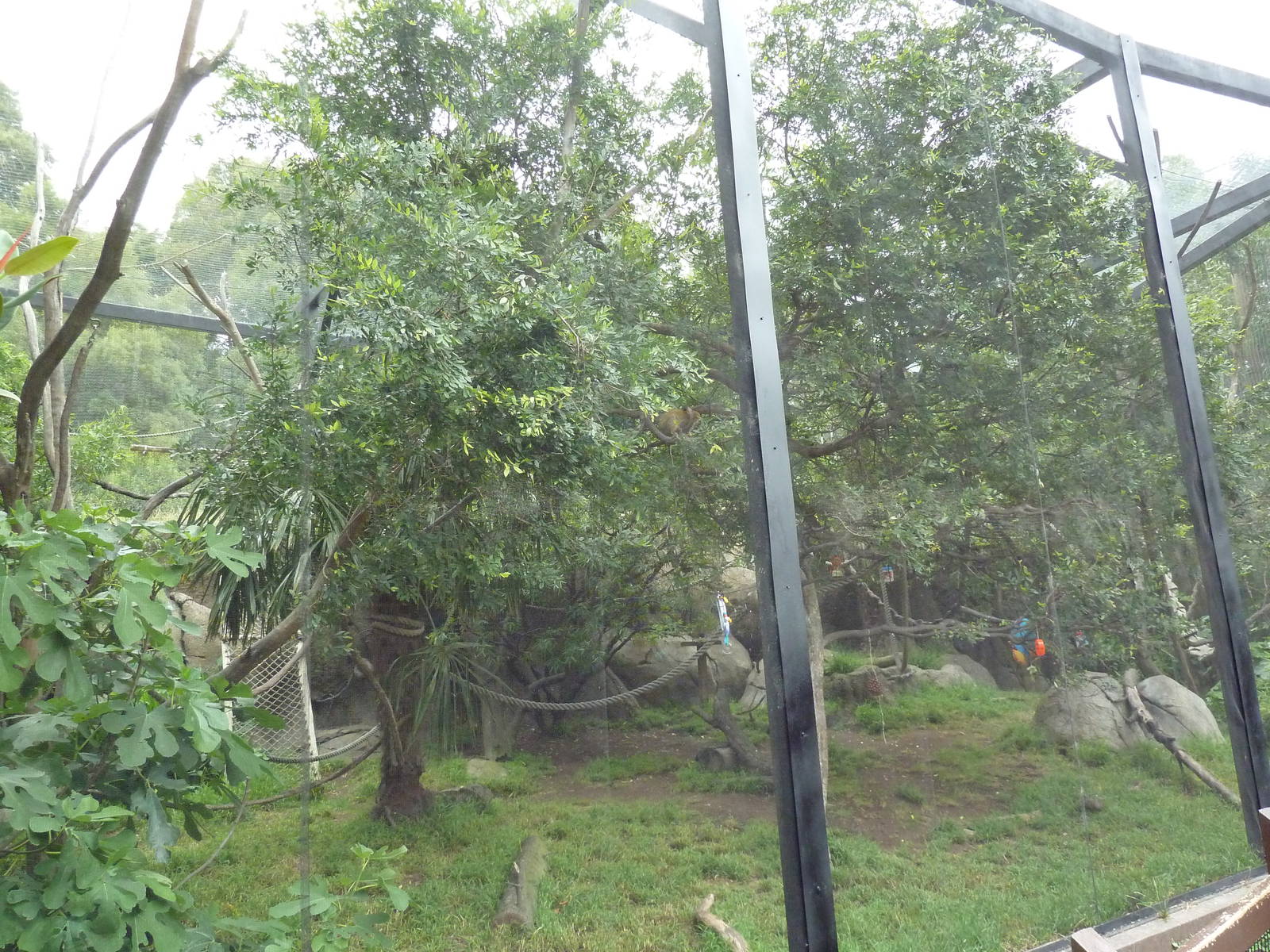 Squirrel Monkey Exhibit