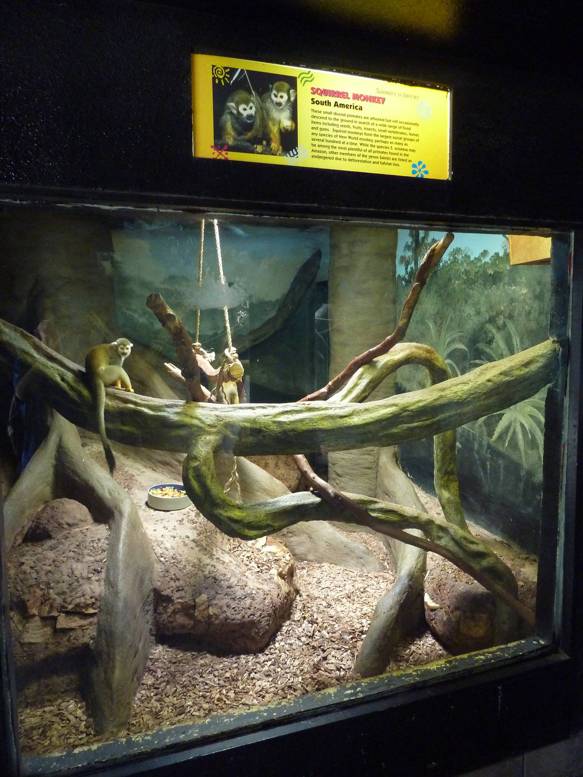 Squirrel Monkey Exhibit