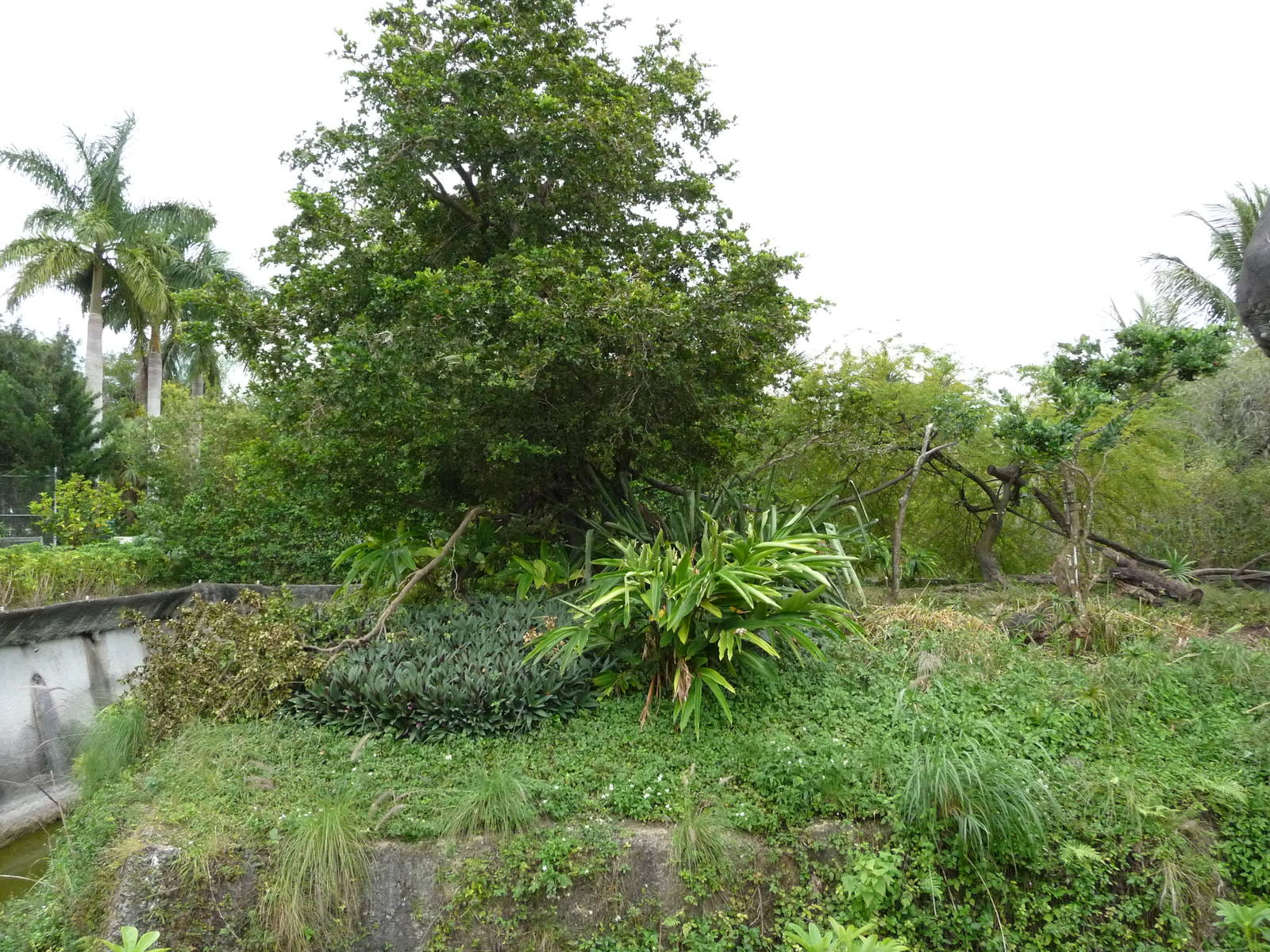 Squirrel Monkey Exhibit