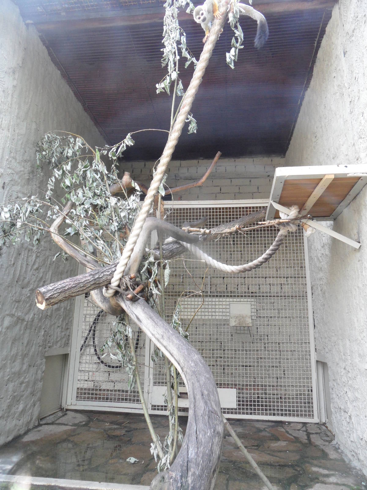 Squirrel monkey exhibit