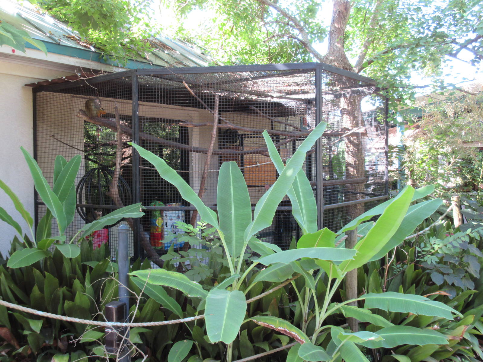 Squirrel Monkey Exhibit