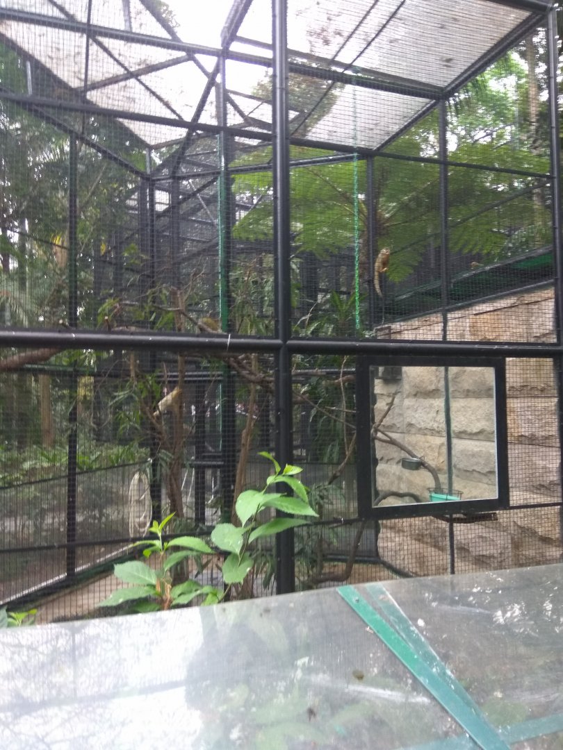 Squirrel monkey exhibit