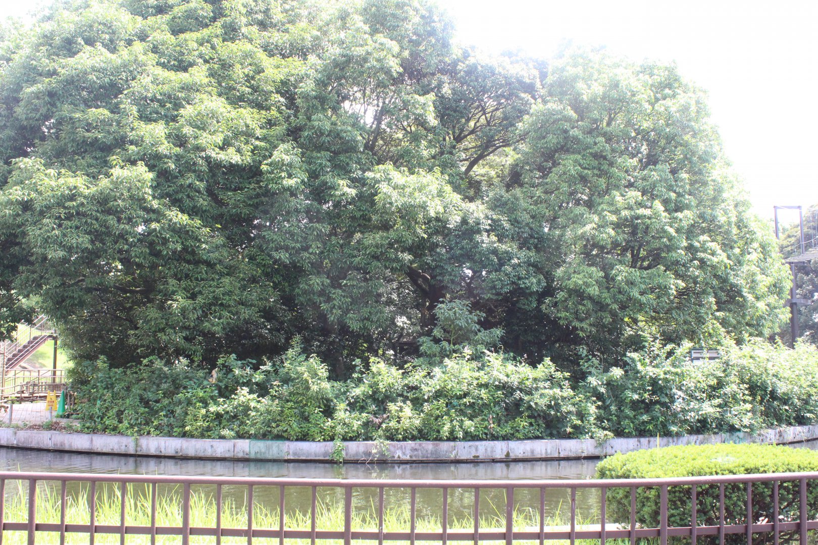 Squirrel monkey exhibit