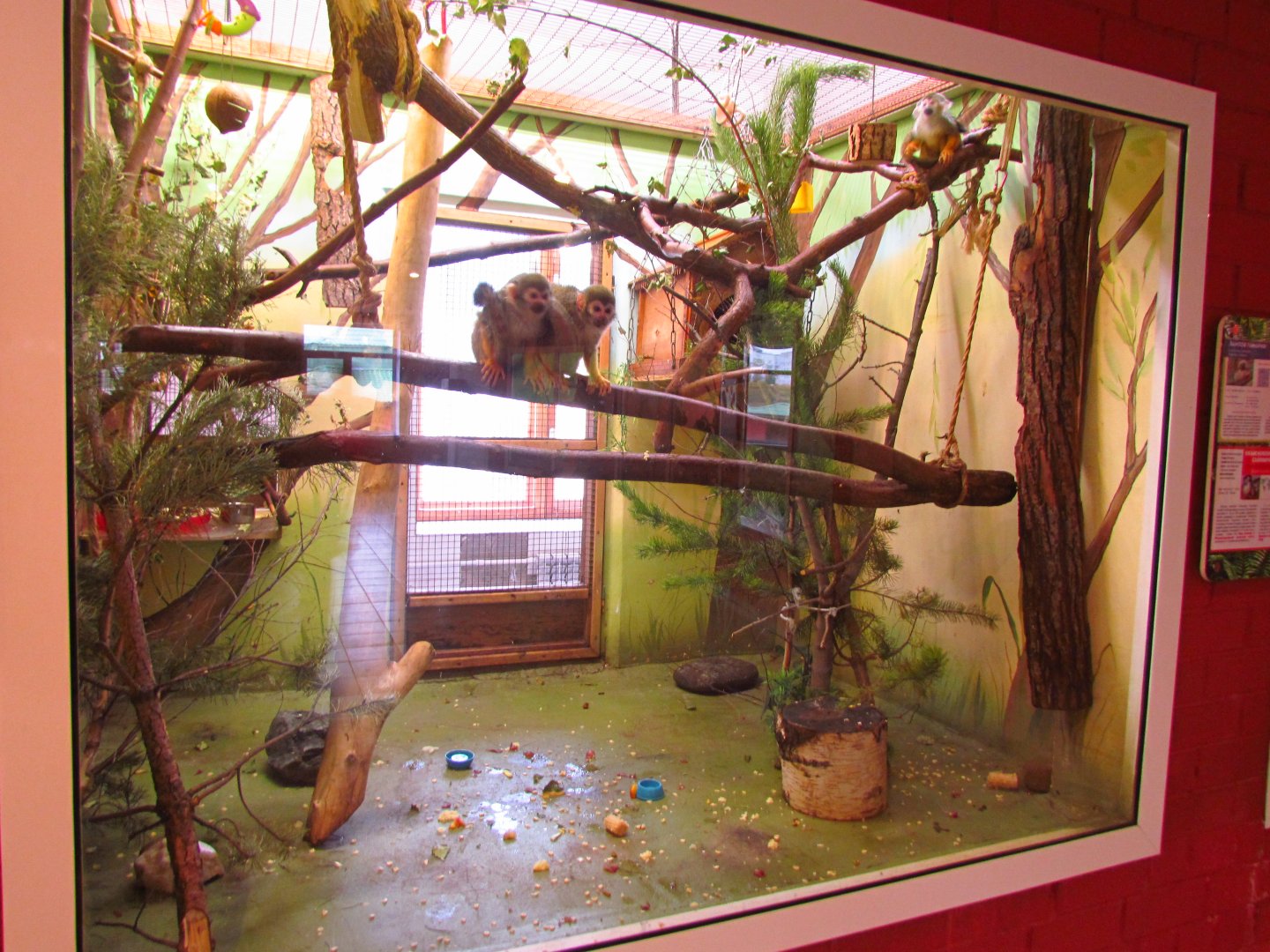 Squirrel monkey exhibit