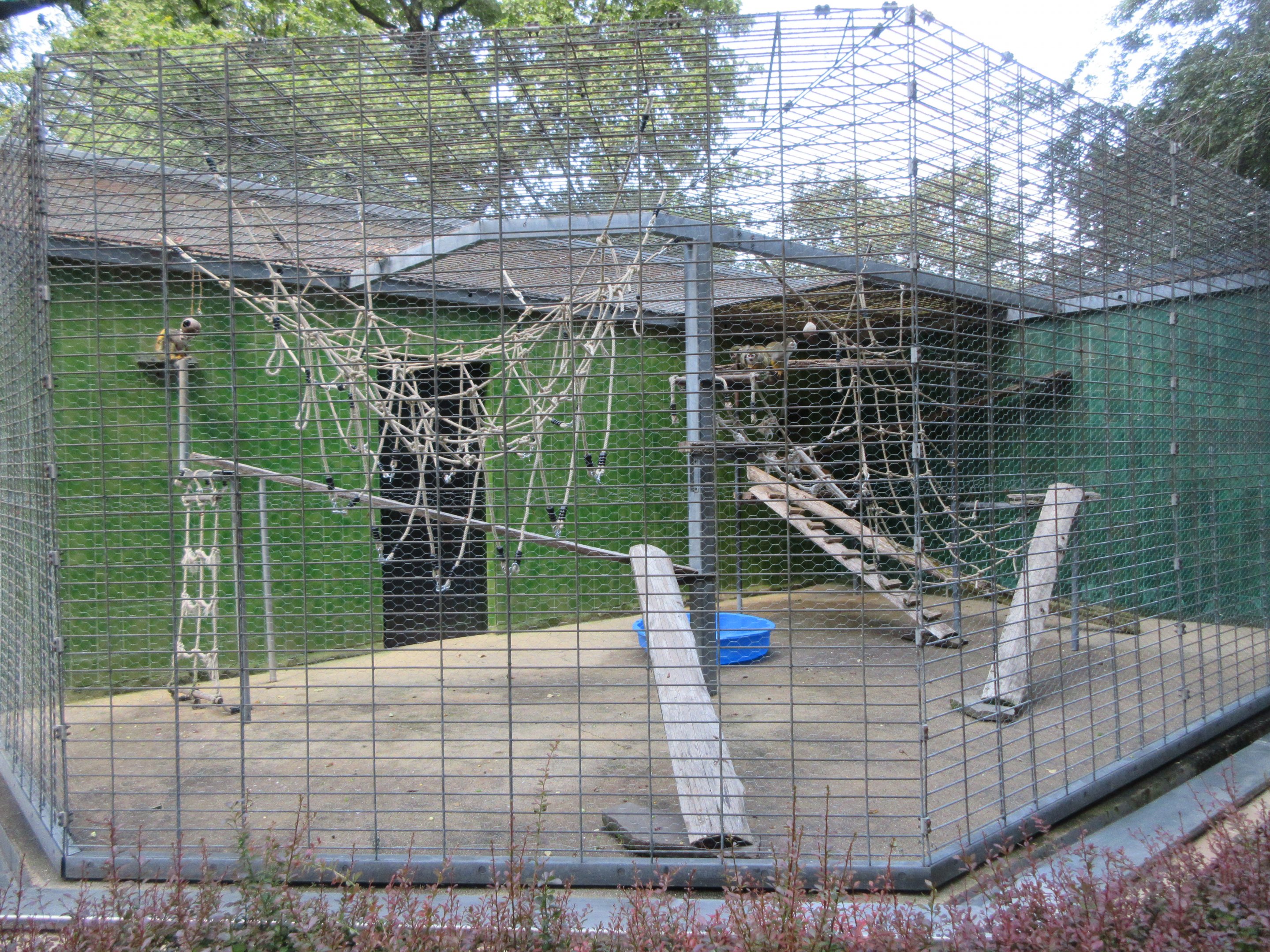 Squirrel Monkey Exhibit