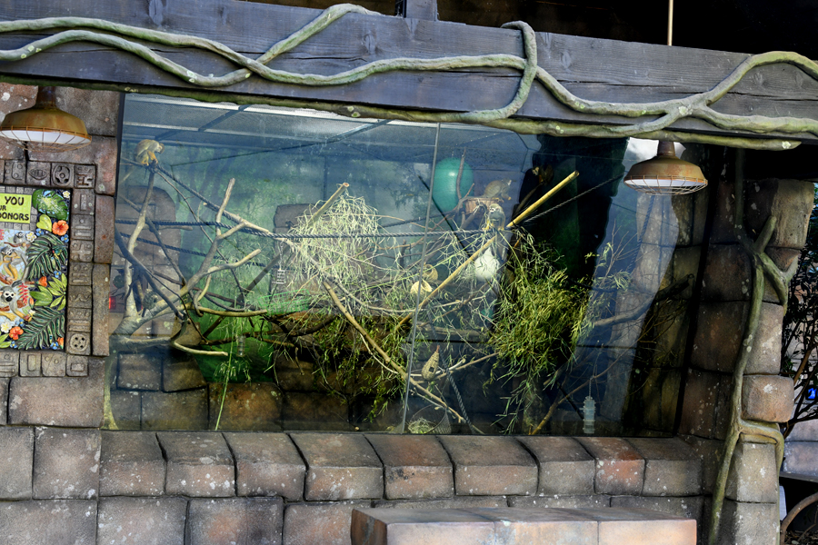 squirrel monkey exhibit