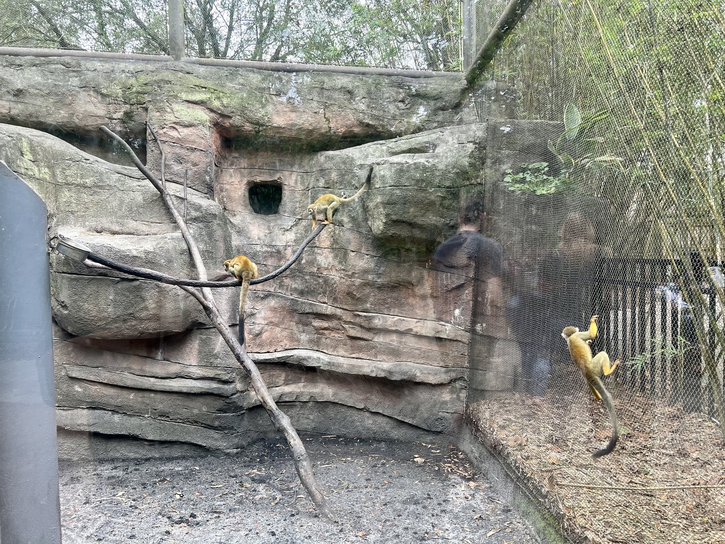 Squirrel Monkey Exhibit