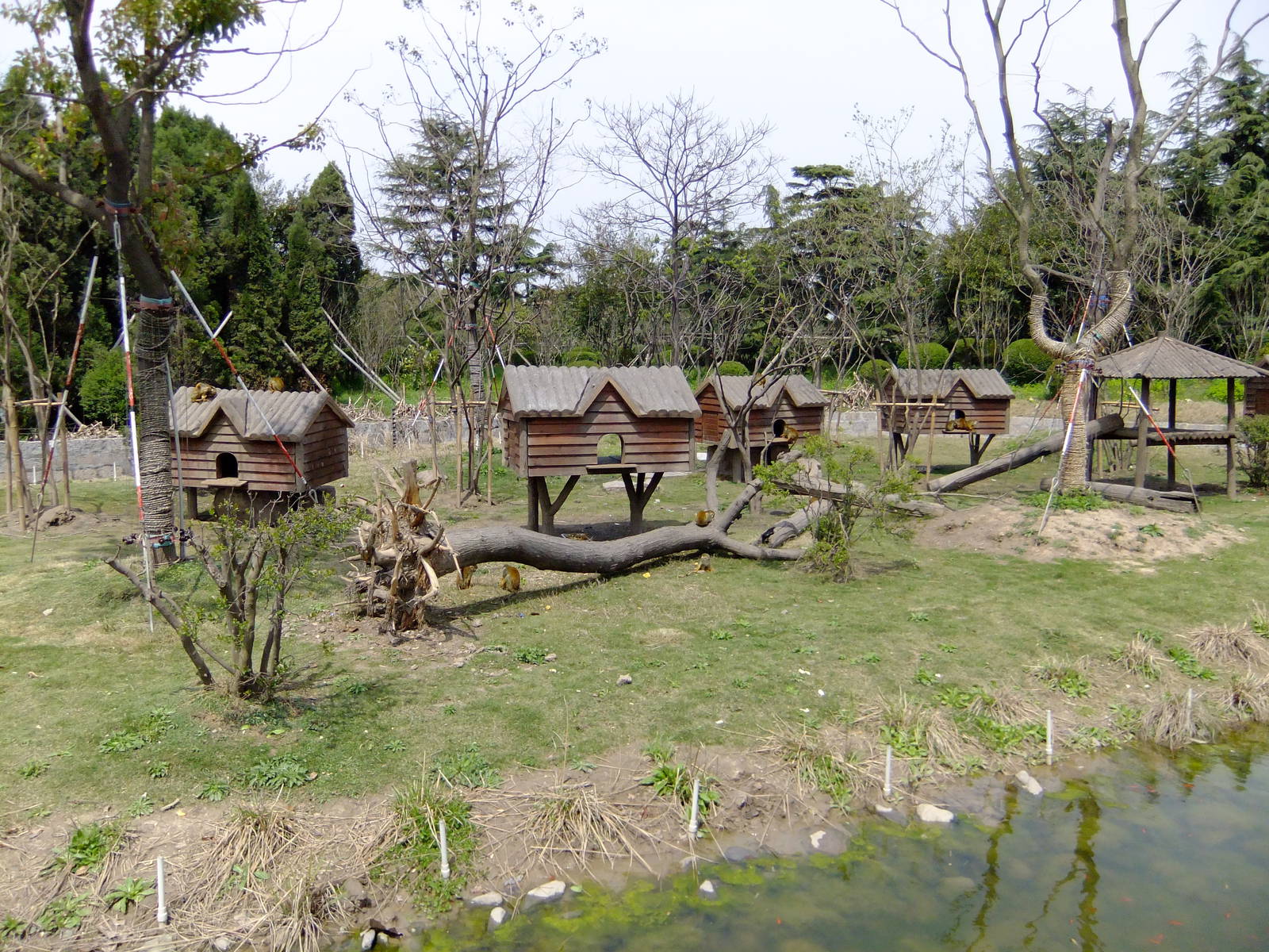 Squirrel Monkey Exnibit