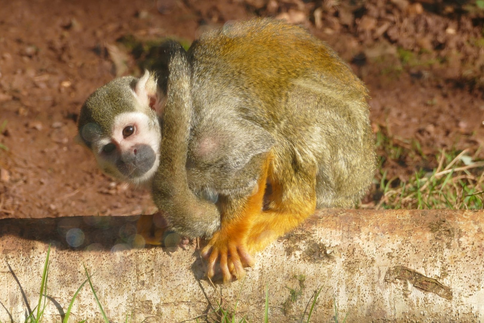 Squirrel Monkey, February 2022
