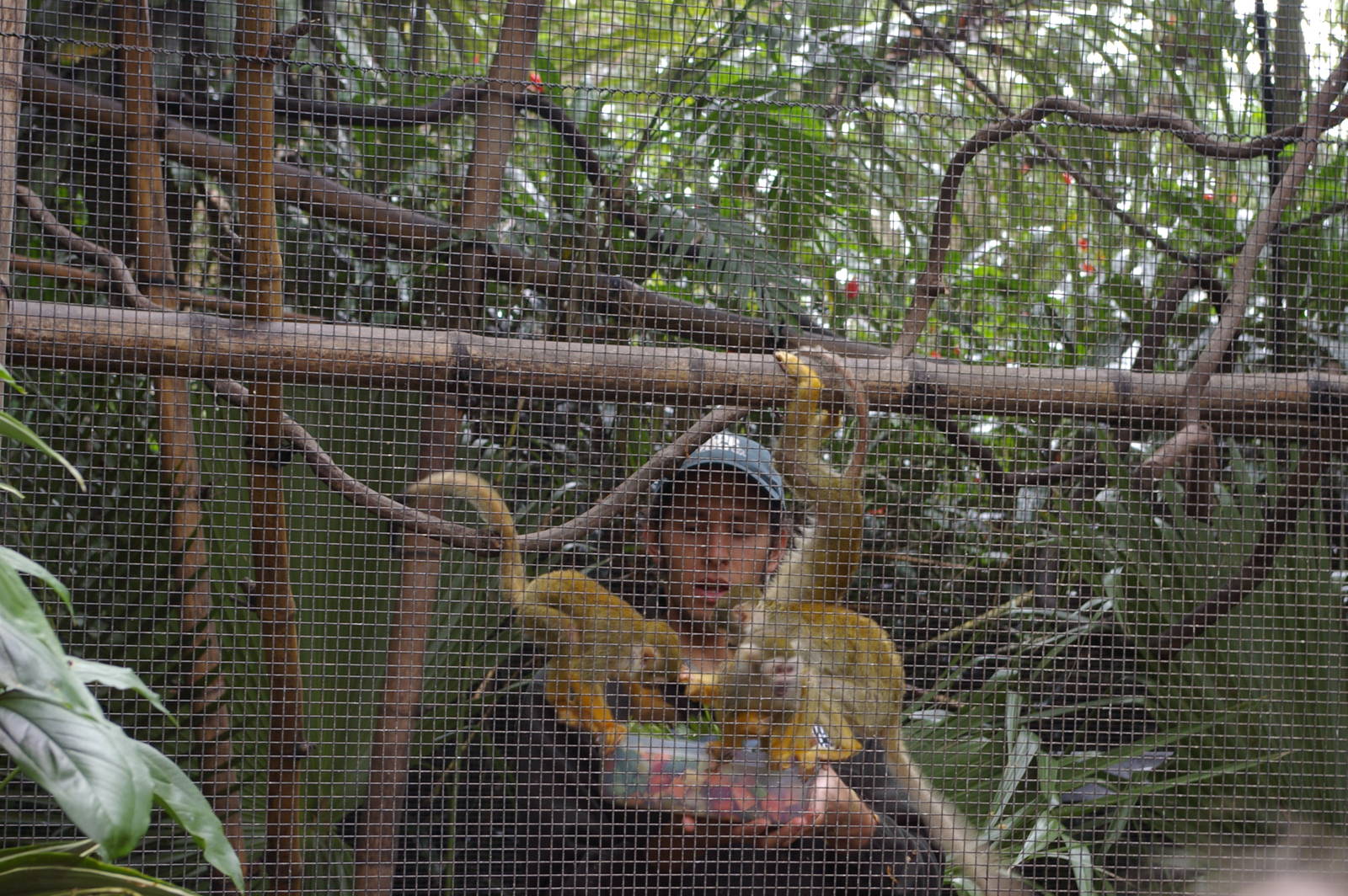 squirrel monkey feeding, Alma Park Zoo