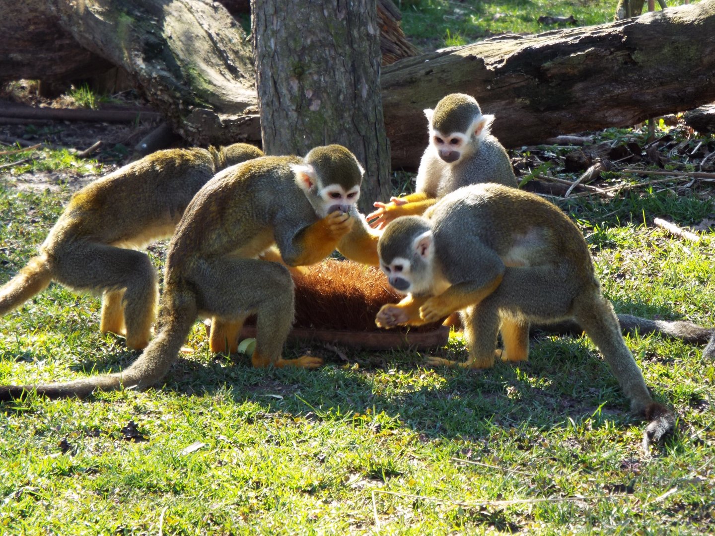 Squirrel Monkey feeding enrichment - YWP