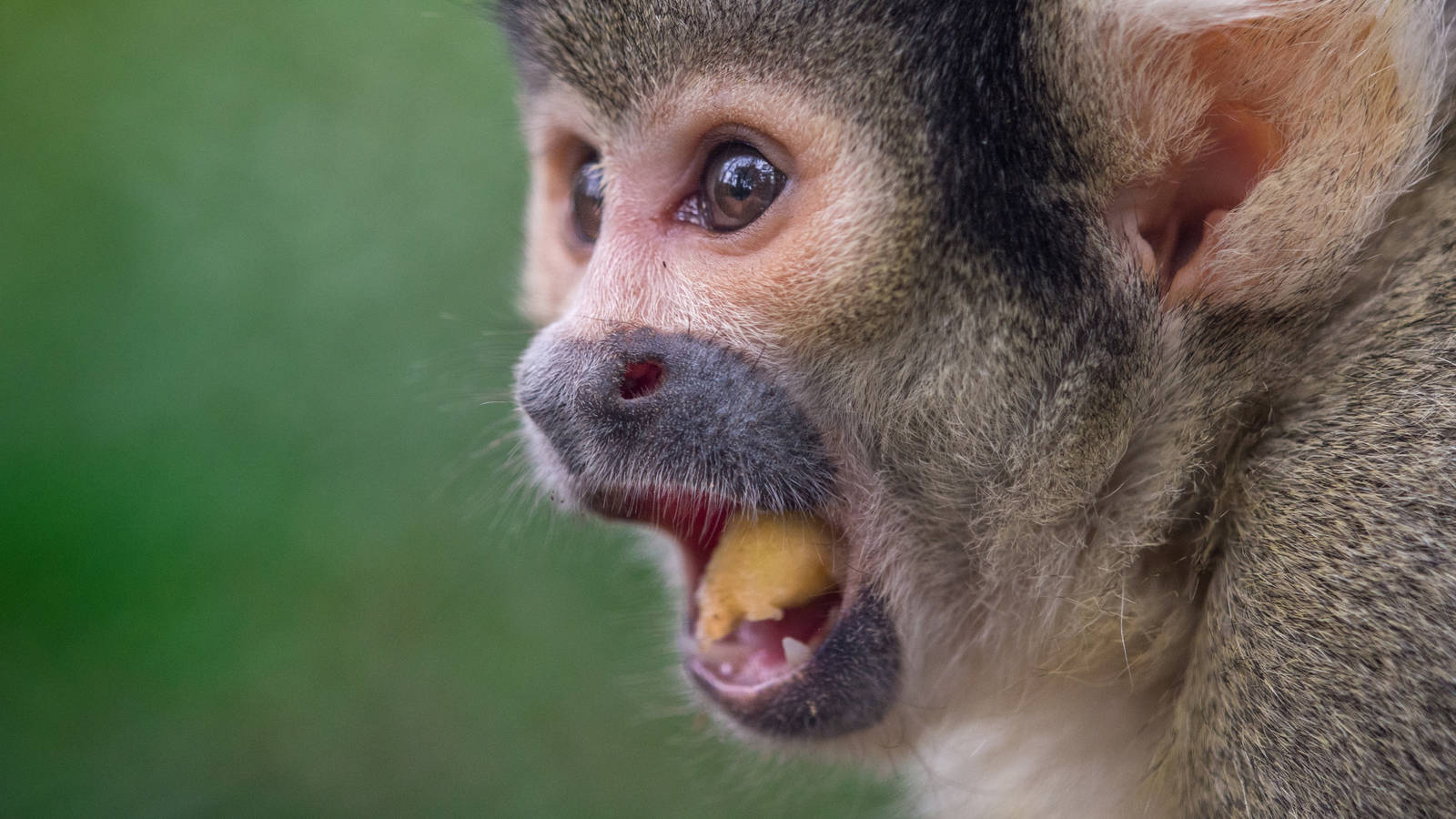 Squirrel Monkey finds the most amazing treat