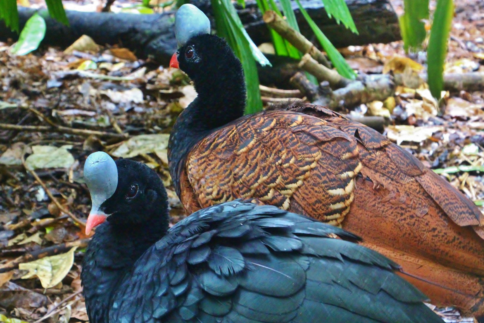 Squirrel Monkey Forest - Helmeted Curassows