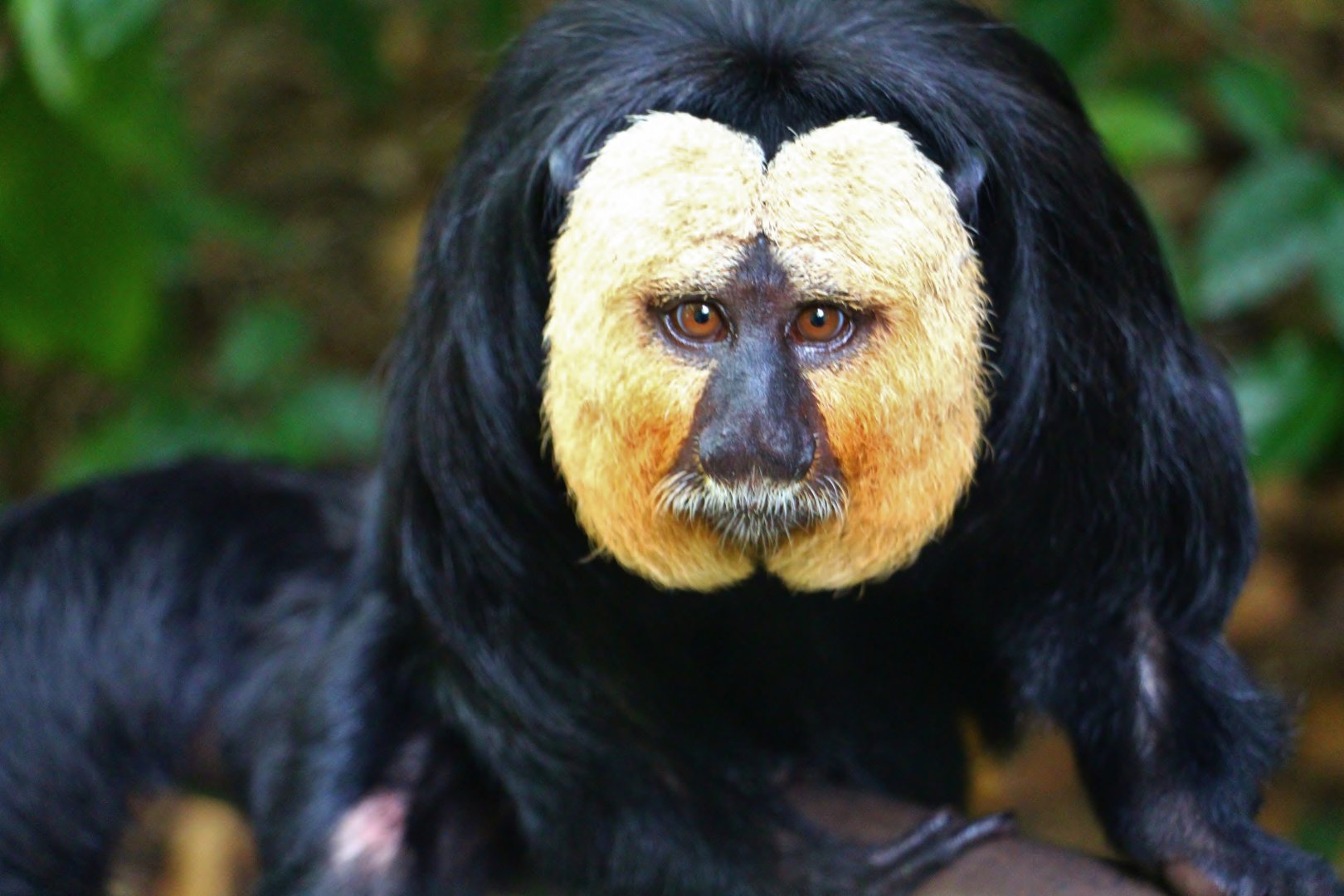Squirrel Monkey Forest - White-faced Saki Monkey (male)