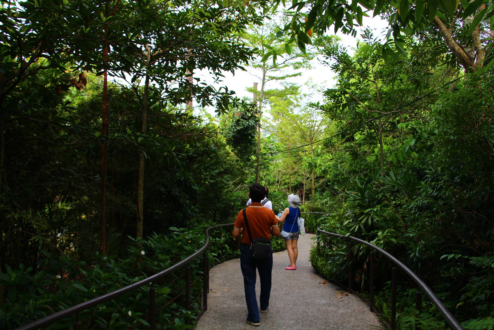 Squirrel Monkey Forest