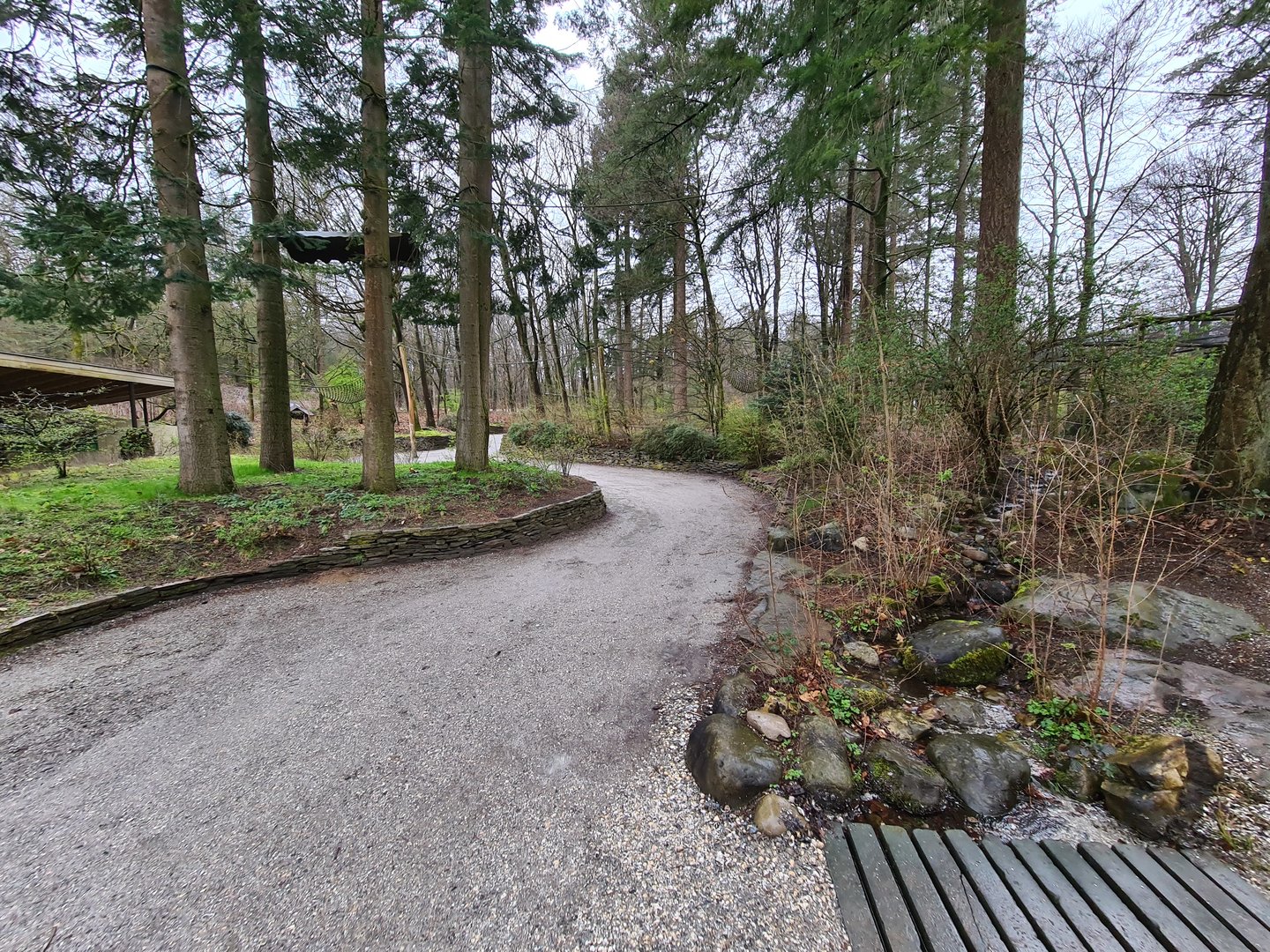 Squirrel monkey forest