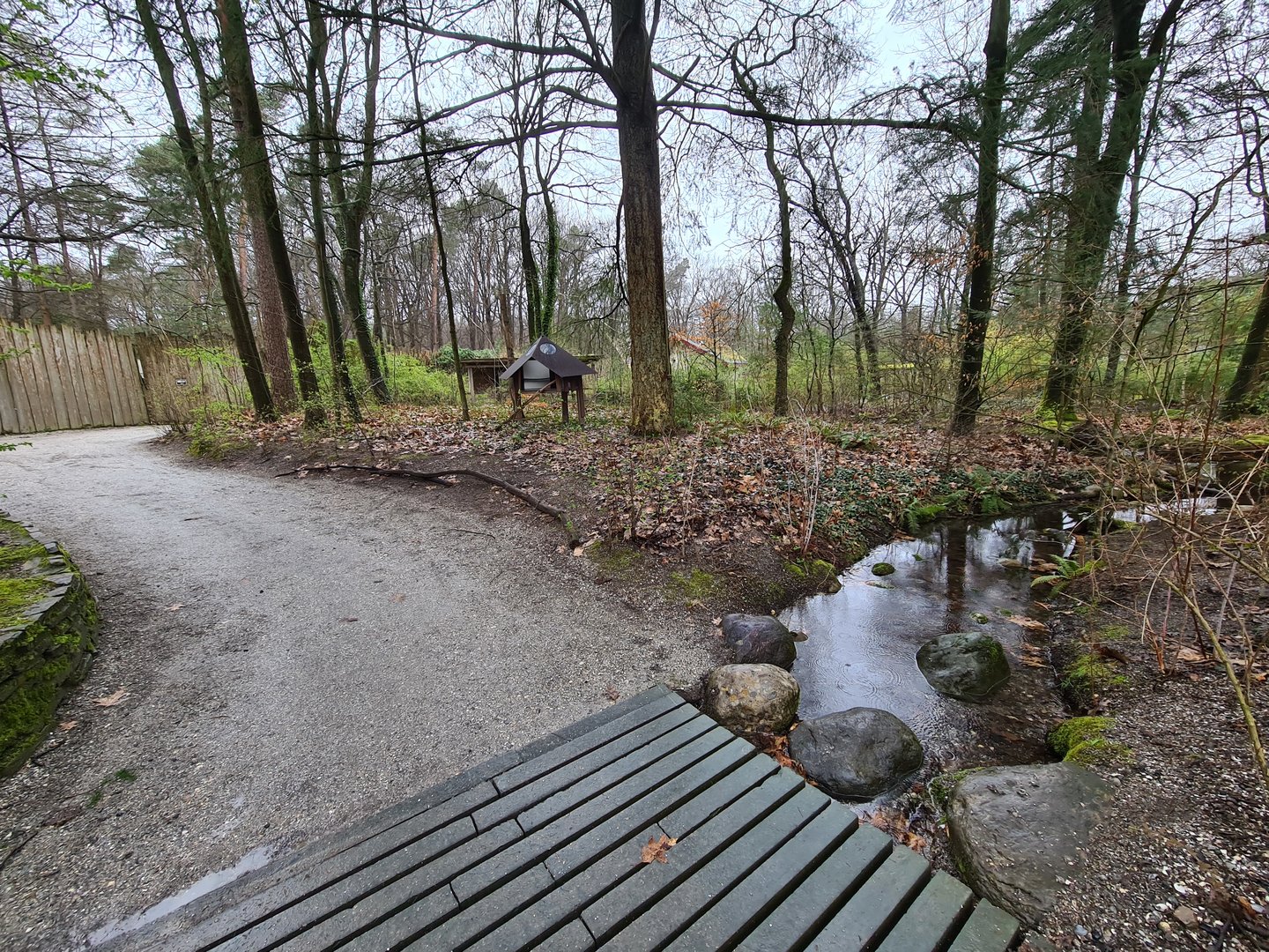 Squirrel monkey forest
