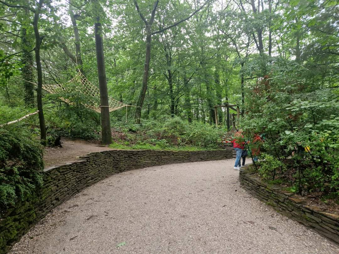 Squirrel monkey forest