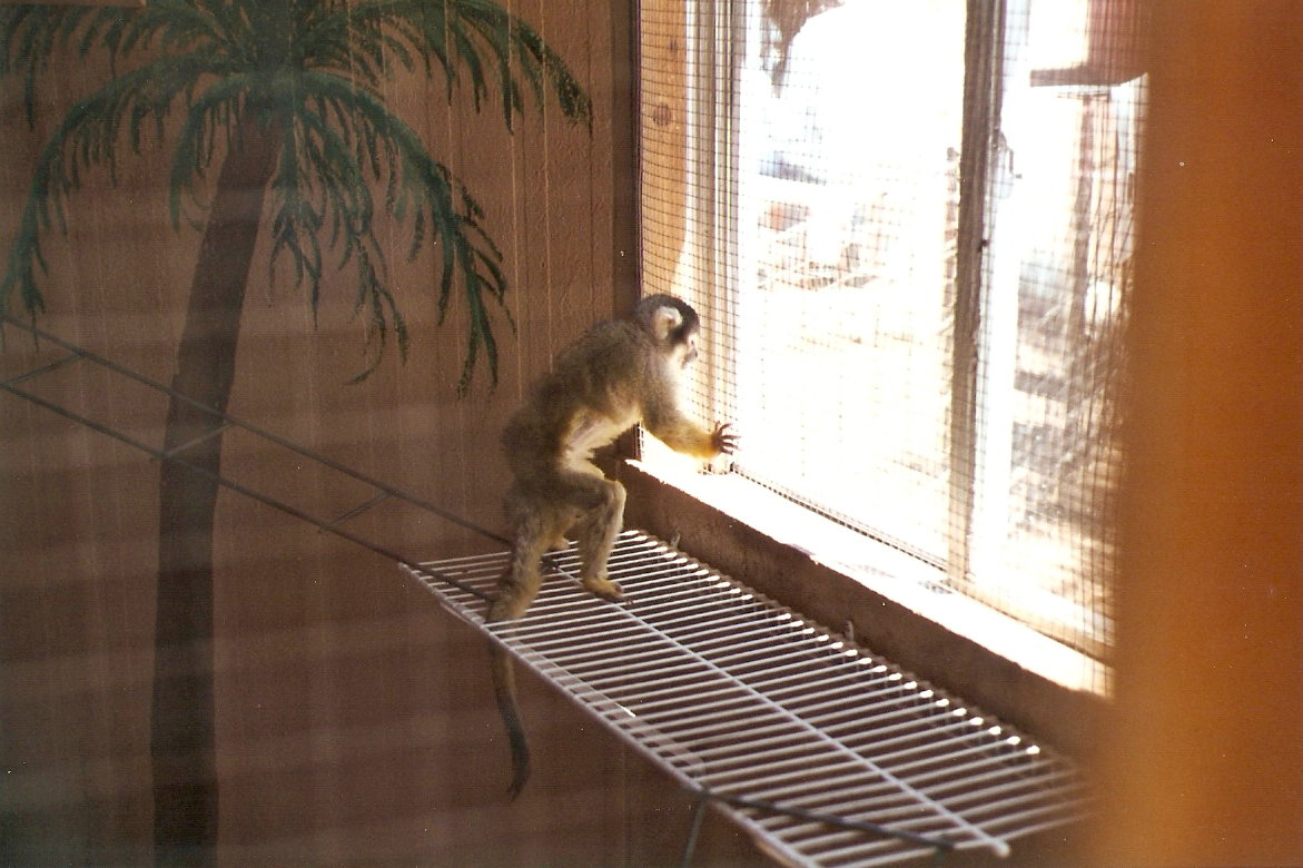 Squirrel Monkey - Grand Canyon Deer Farm 1998