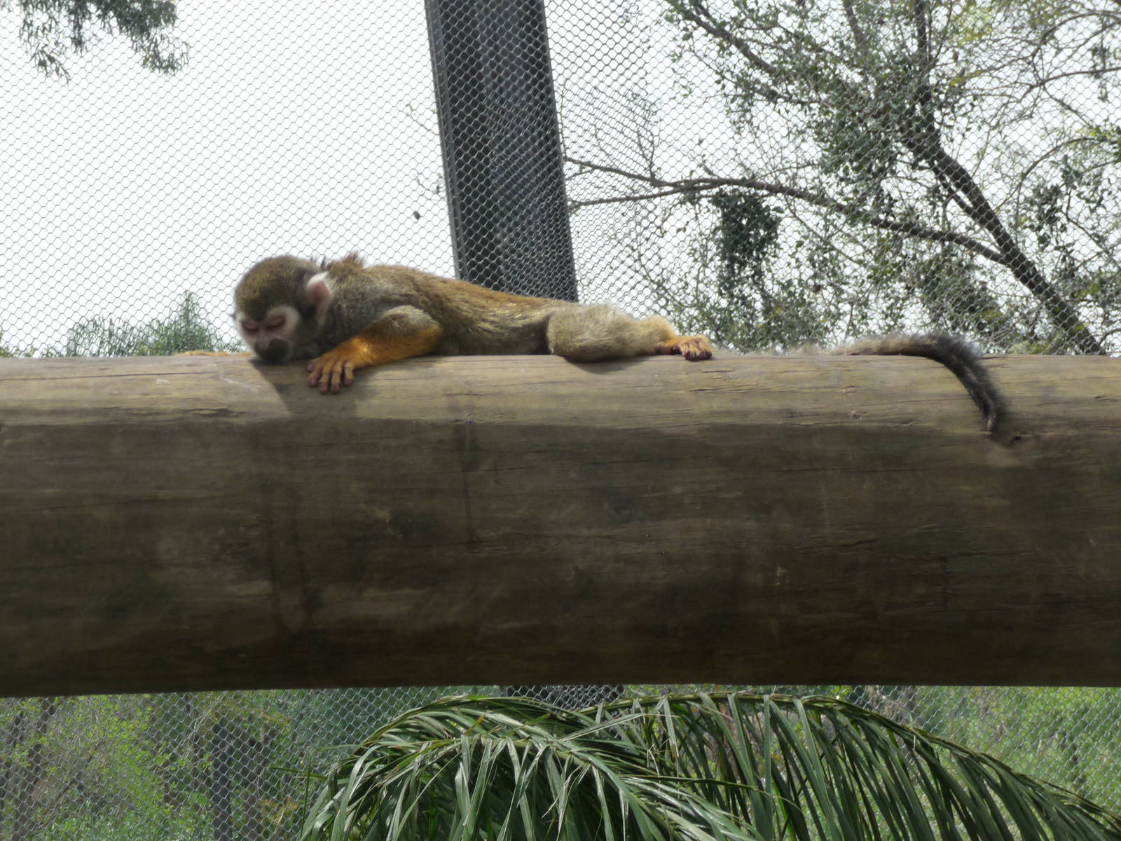 SQUIRREL MONKEY GUADALAJARA ZOO
