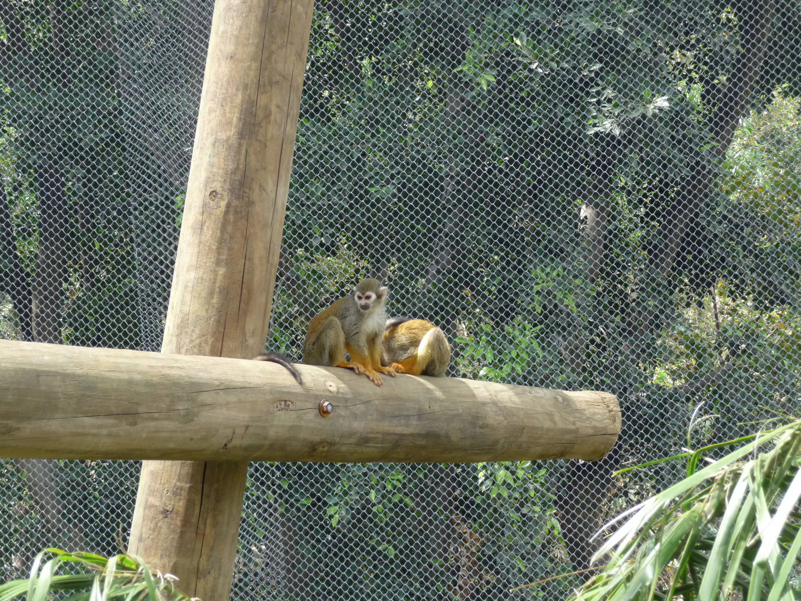 SQUIRREL MONKEY GUADALAJARA ZOO