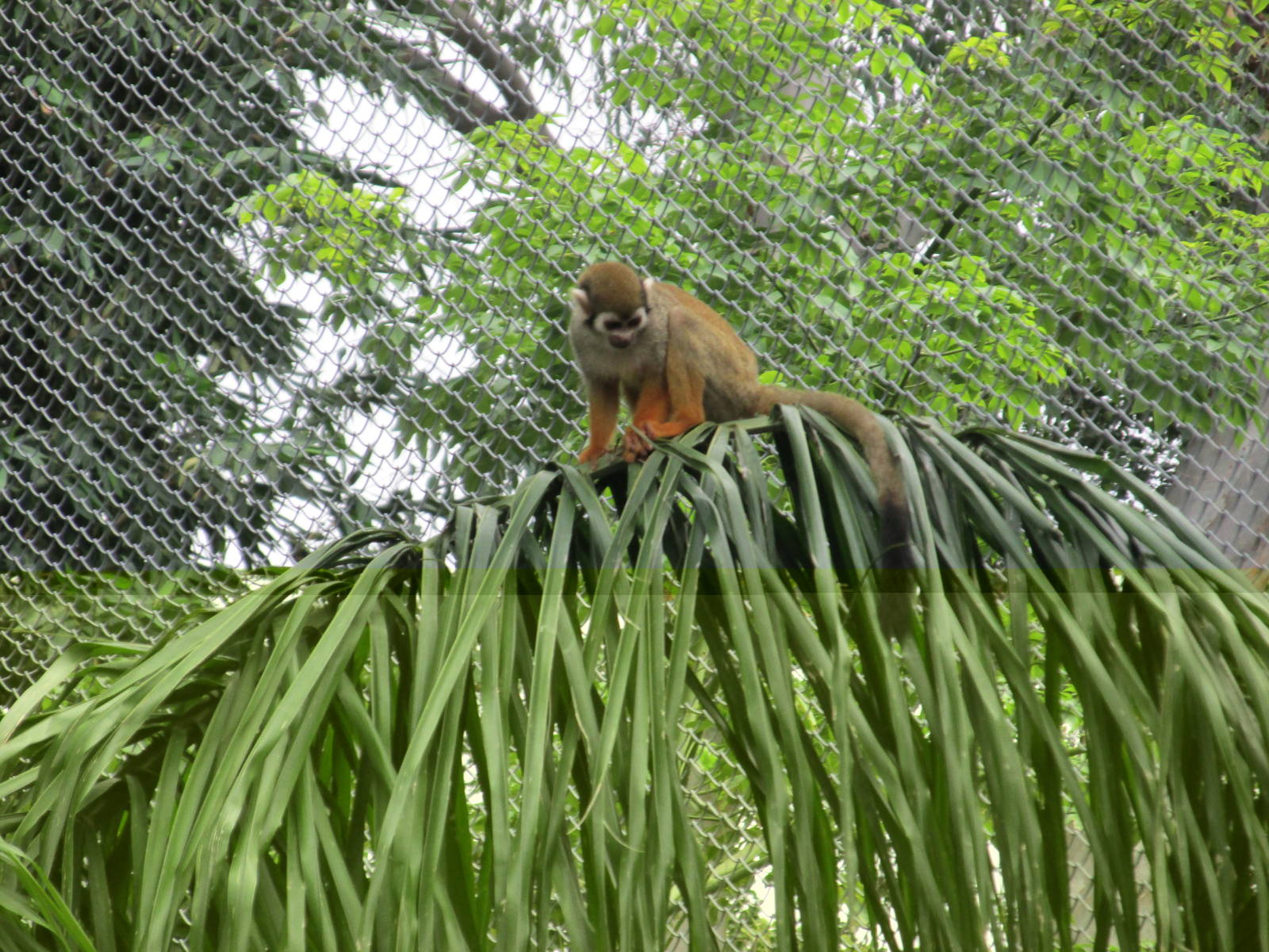 squirrel monkey guadalara zoo