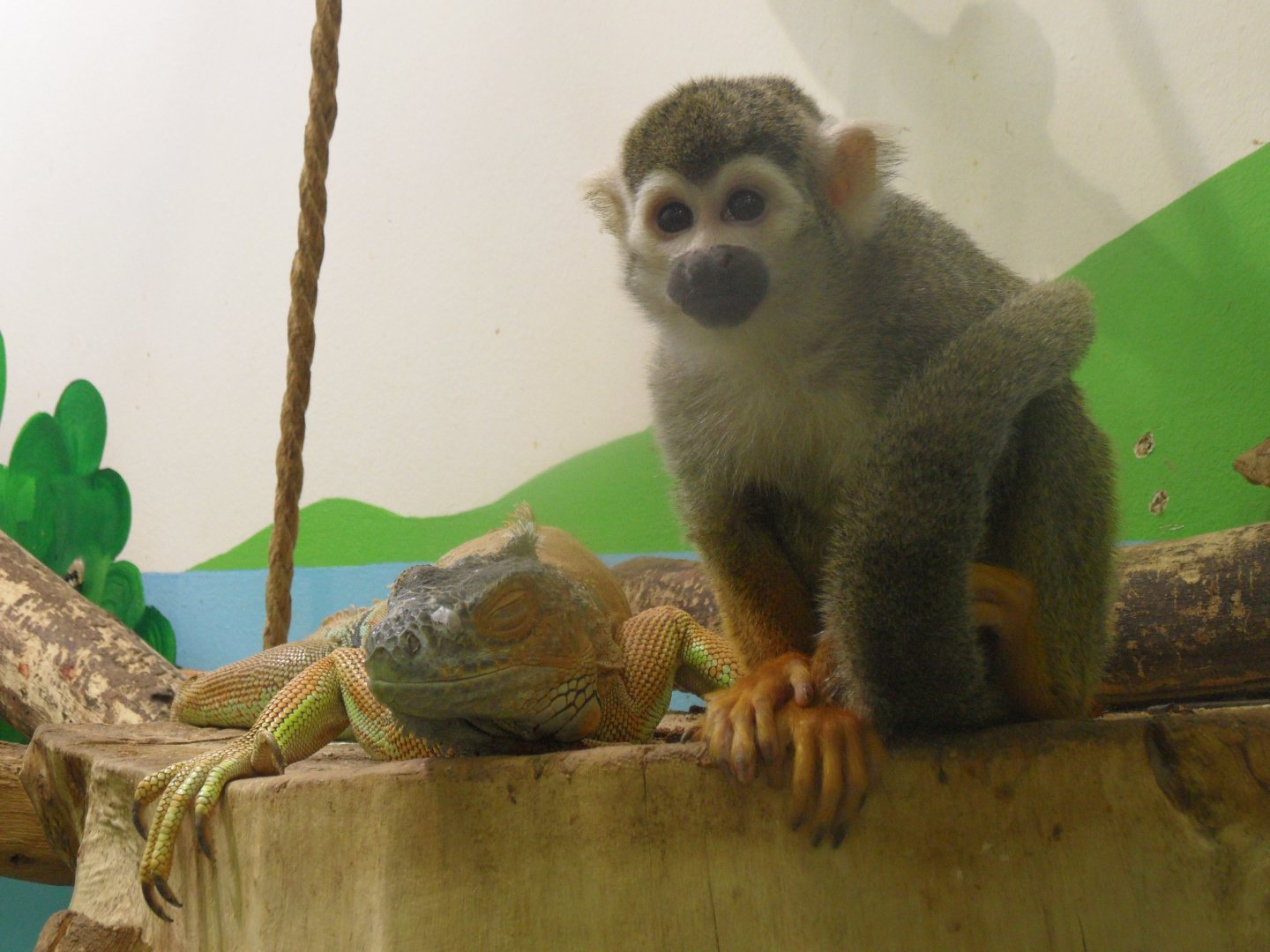 Squirrel monkey & iguana