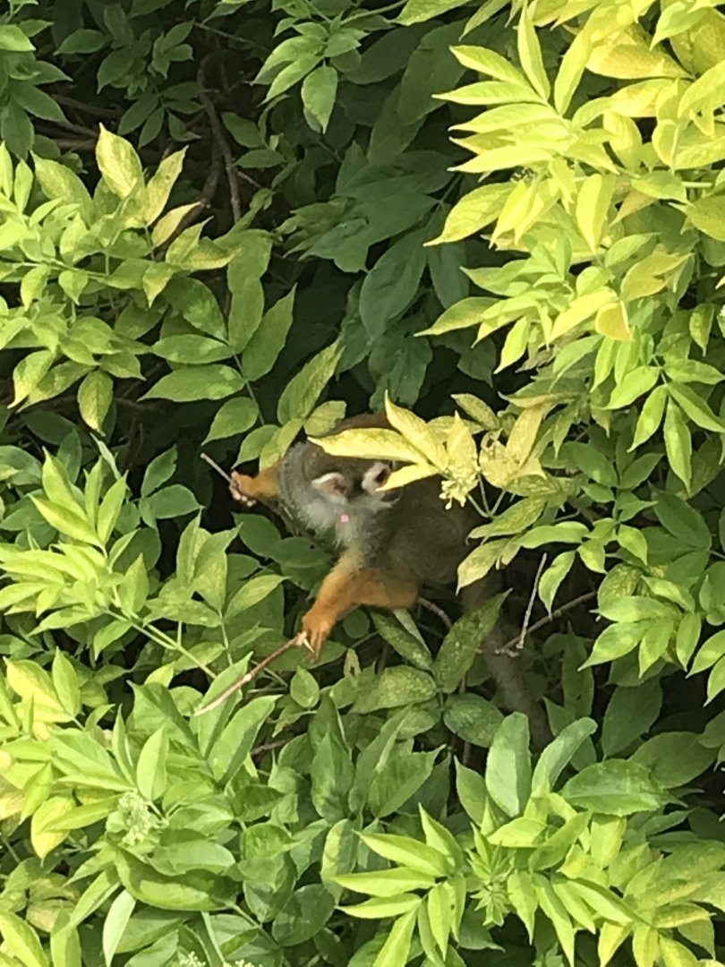Squirrel monkey in a bush