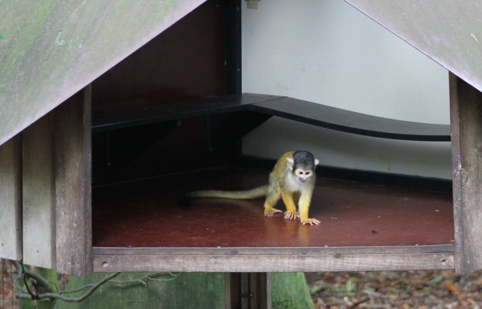 Squirrel monkey in a shelter