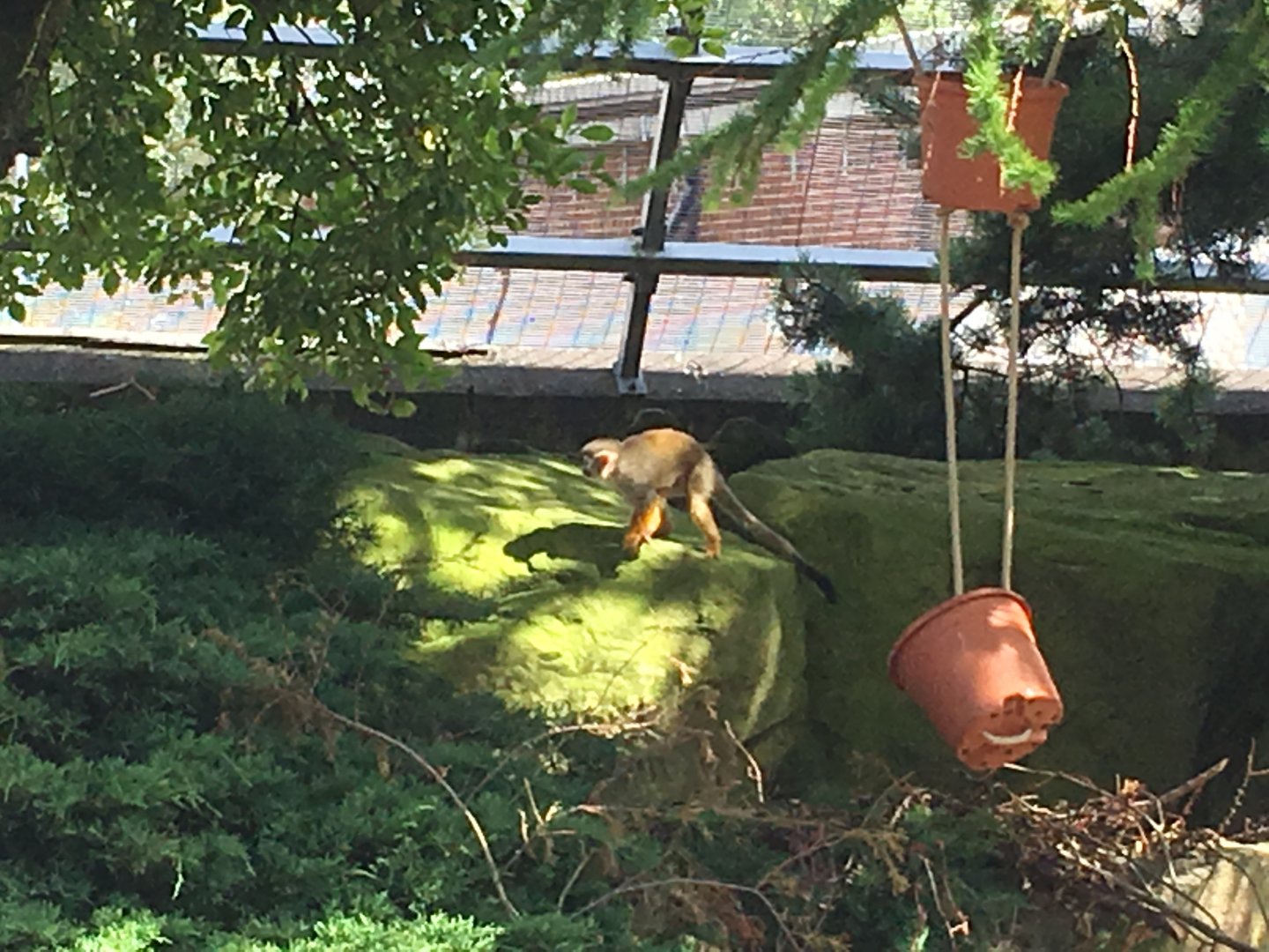 Squirrel monkey in Amazonia 040817