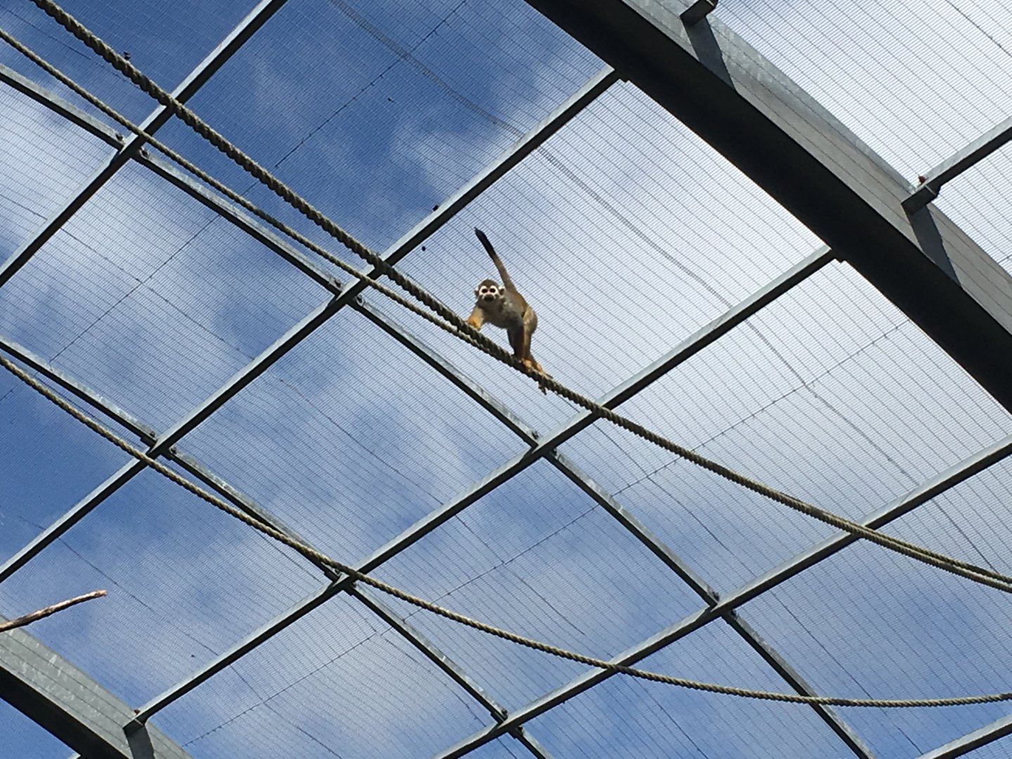 Squirrel monkey in Amazonia 040817
