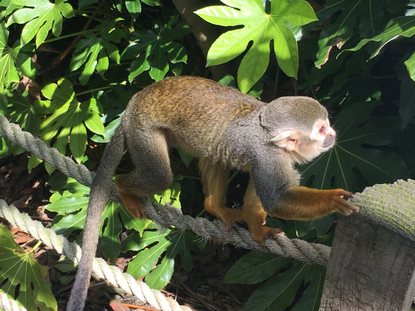 Squirrel monkey in Amazonia 040817